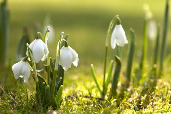 Weiße Schneeglöckchen im jungen Gras