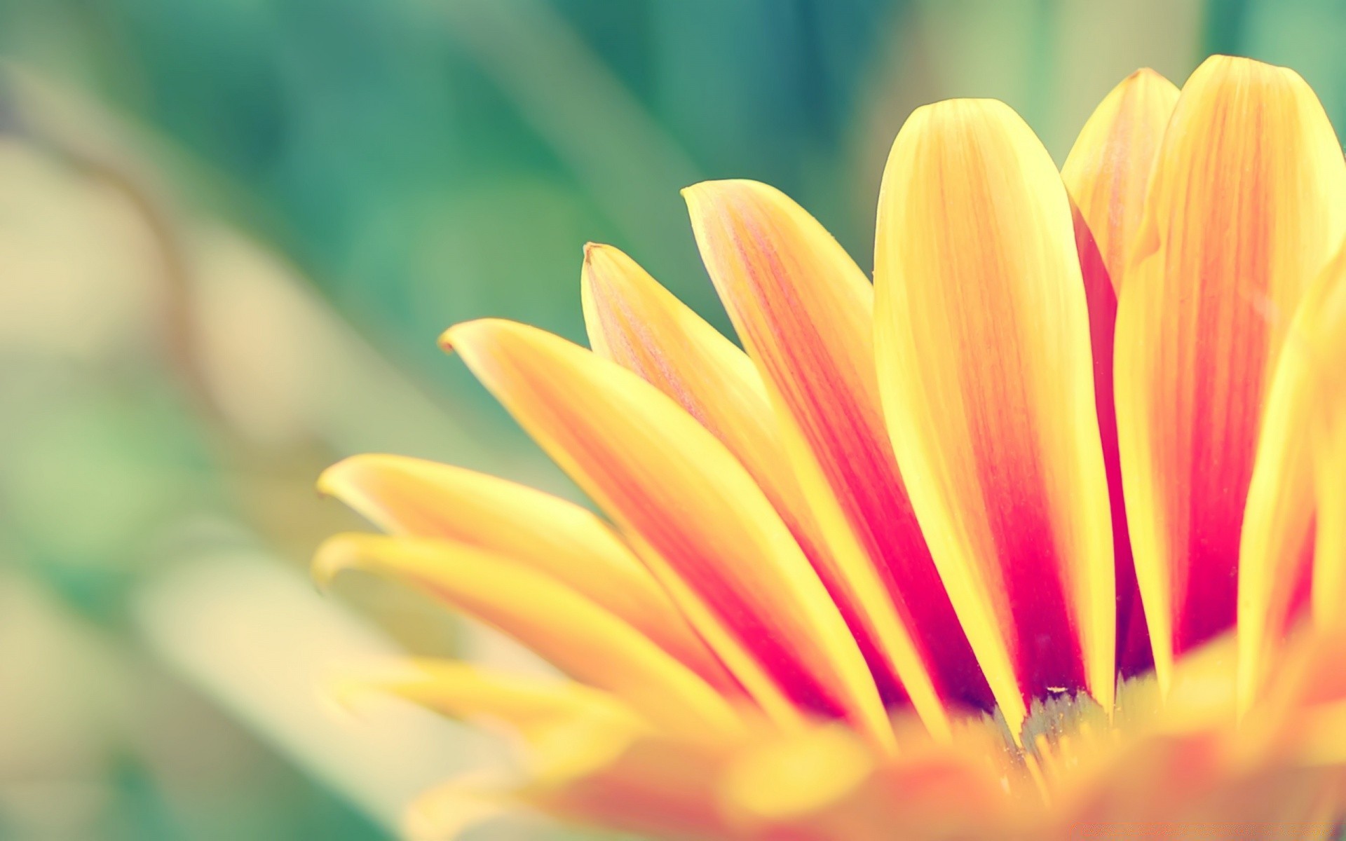 çiçekler doğa yaz çiçek parlak bulanıklık flora yaprak bahçe