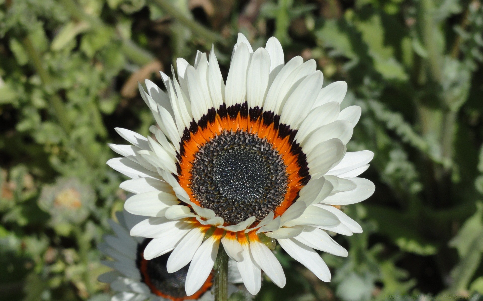 çiçekler doğa çiçek flora yaz bahçe çiçek çiçek açan yaprak petal parlak renk büyüme yakın çekim açık havada güzel botanik sezon