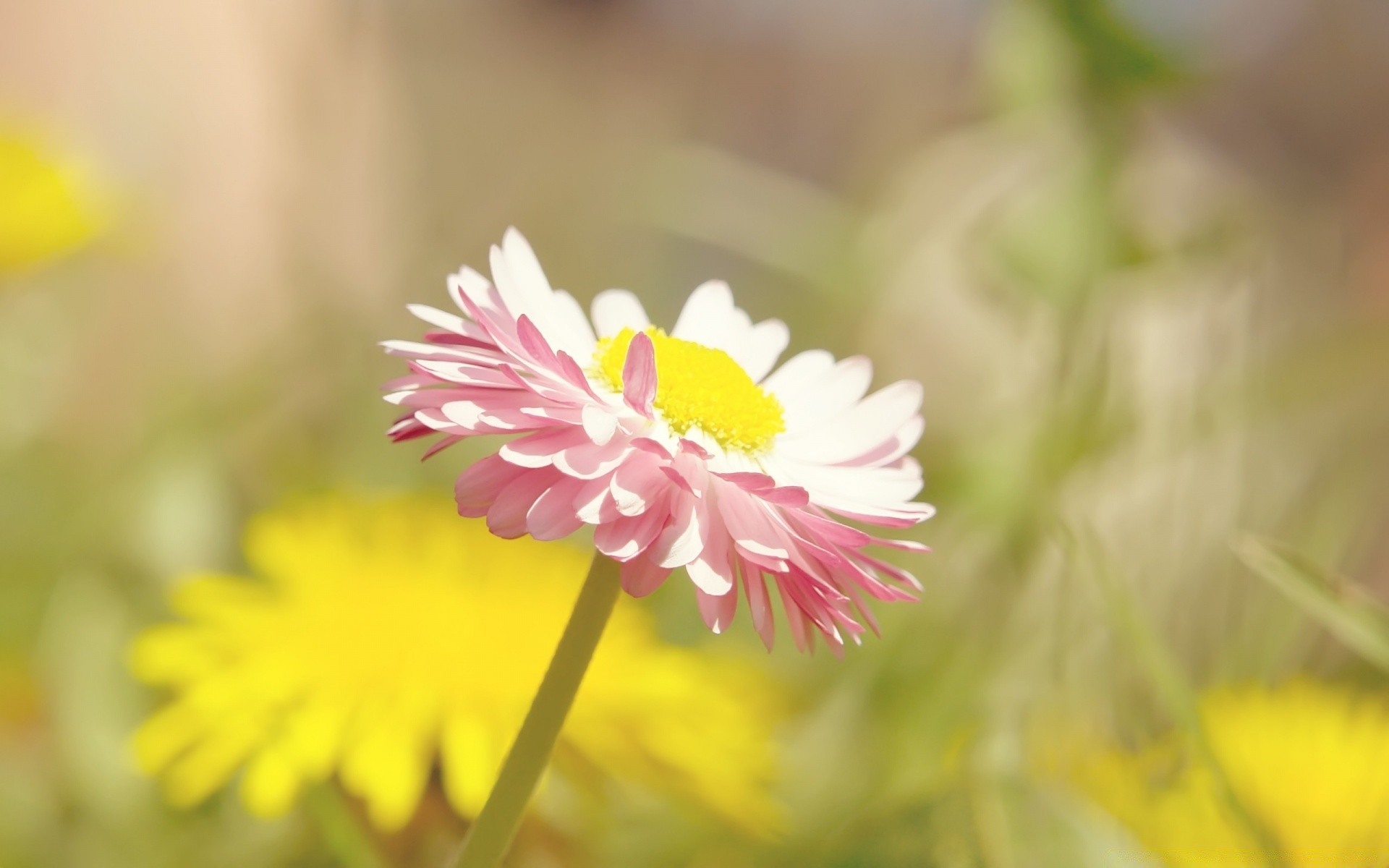 fleurs nature fleur flore été jardin gros plan champ foin couleur floral pétale bluming herbe lumineux belle à l extérieur feuille croissance saison