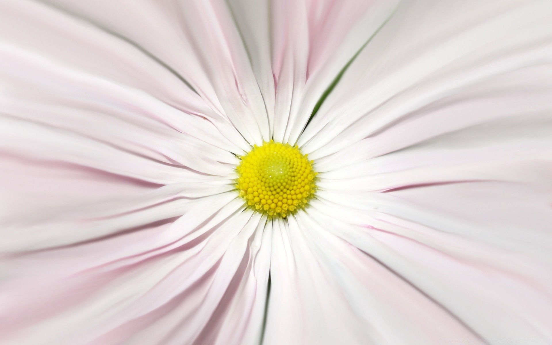 fleurs fleur nature flore couleur été lumineux