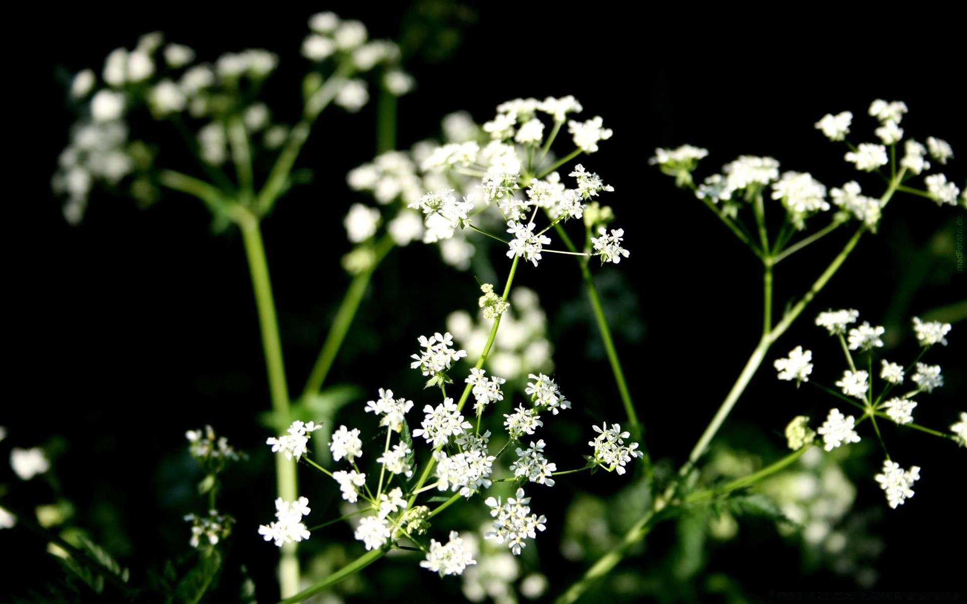 fleurs fleur flore nature feuille jardin saison été floral pétale herbe sauvage bluming herbes champ foin croissance à l extérieur fraîcheur