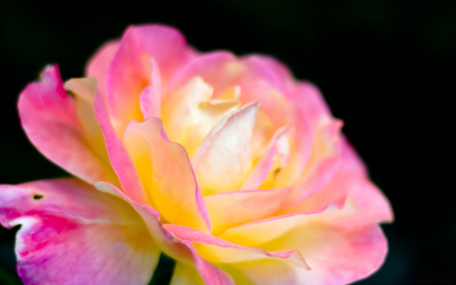 flowers flower nature flora leaf petal summer beautiful floral rose garden bright blooming delicate color love romance