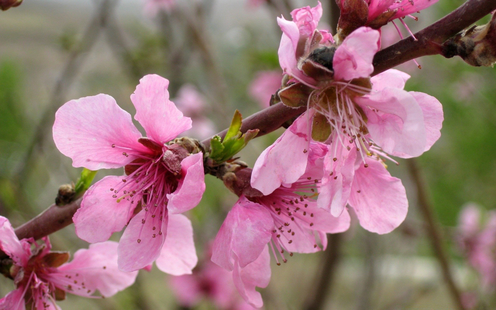 flowers flower branch cherry flora nature tree garden blooming bud season growth close-up petal floral leaf apple color outdoors springtime