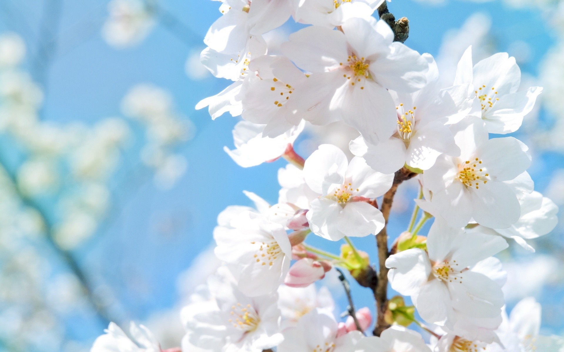 blumen kirsche blume natur zweig flora saison baum wachstum blatt garten blütenblatt hell blühen gutes wetter kumpel sanft im freien blumen sommer