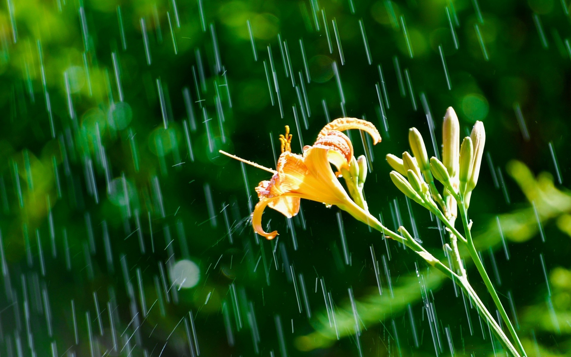 flowers nature flora grass desktop leaf color