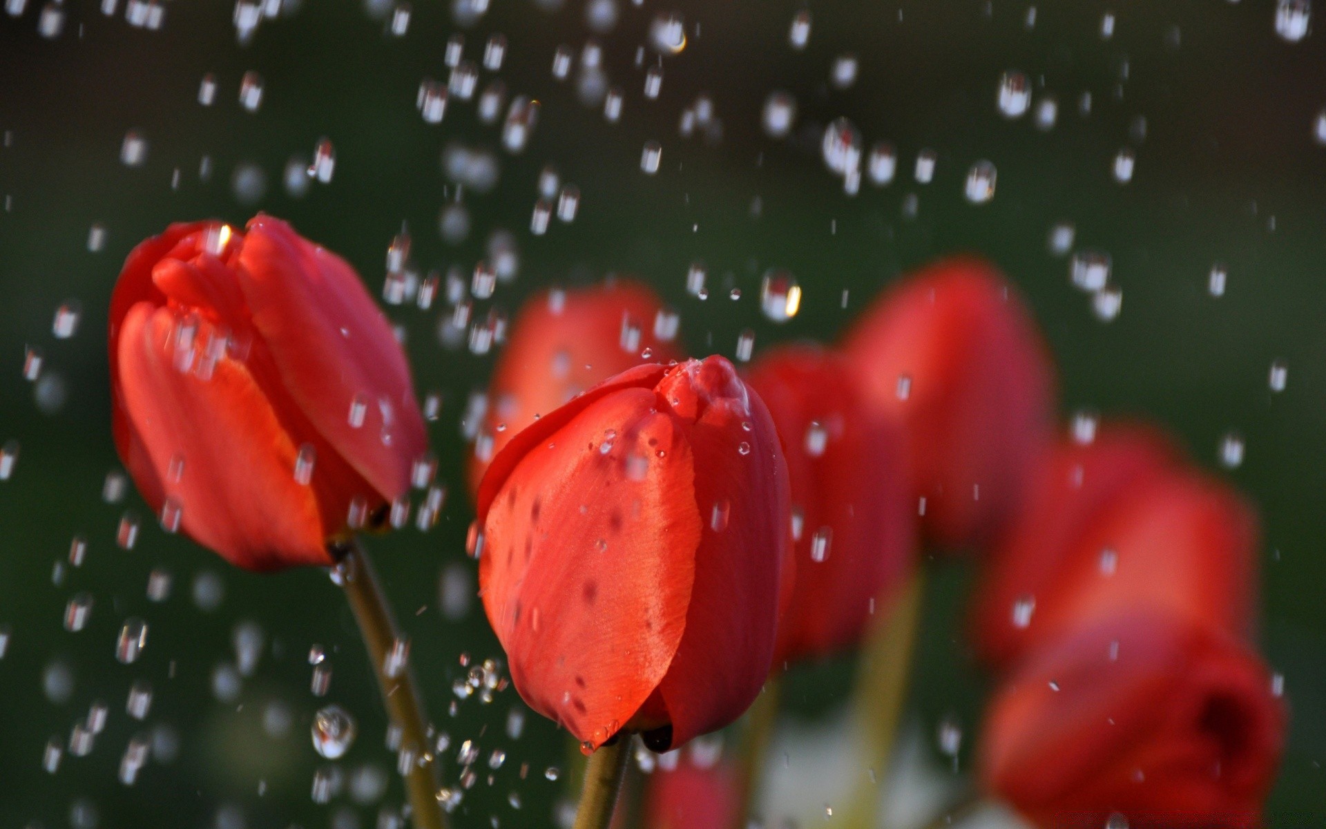 flowers nature flower rain garden drop tulip color wet flora outdoors leaf