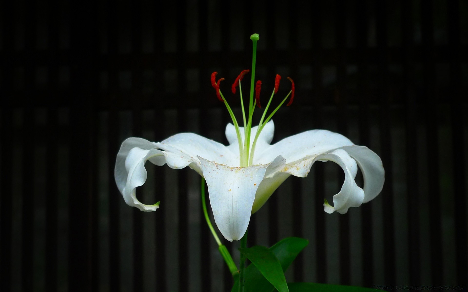 kwiaty kwiat pulpit natura piękne flora kolor zbliżenie ogród