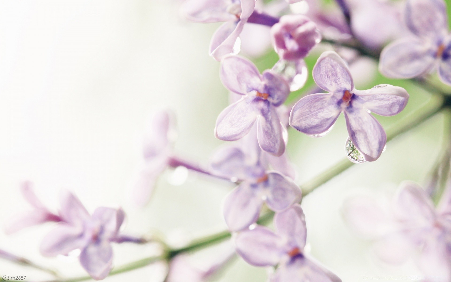 flowers flower nature flora delicate leaf petal floral violet beautiful garden summer color close-up bright lavender blooming