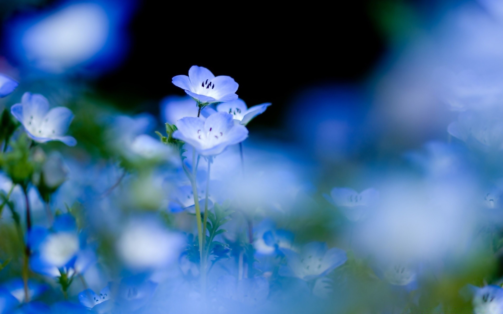 fleurs flou fleur nature feuille à l extérieur flore été croissance dof lumineux lumière herbe