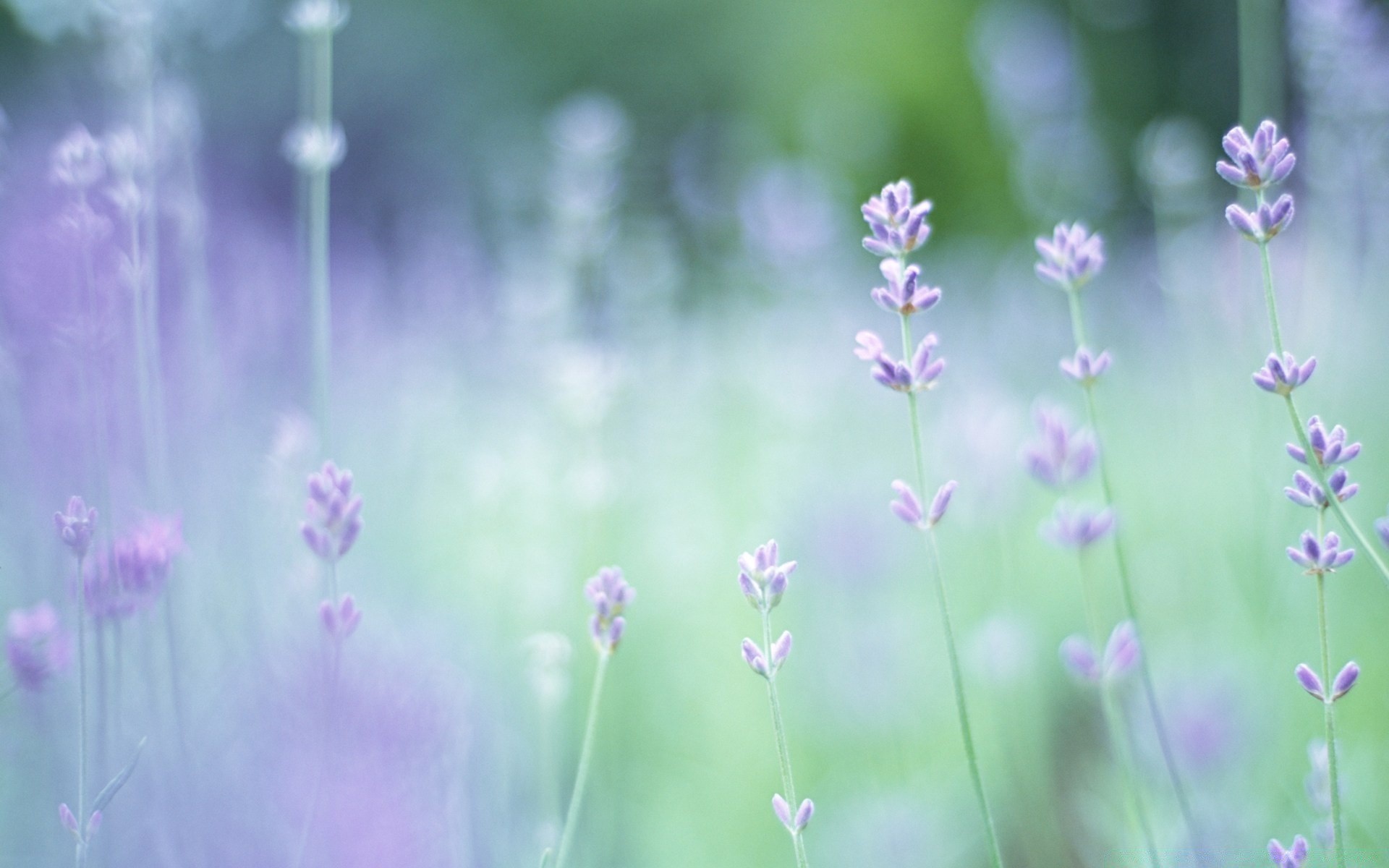 kwiaty natura lato kwiat flora liść wzrost pole trawa sezon wiejski ogród jasny sianokosy na zewnątrz kwiatowy łuska świeżość dobra pogoda