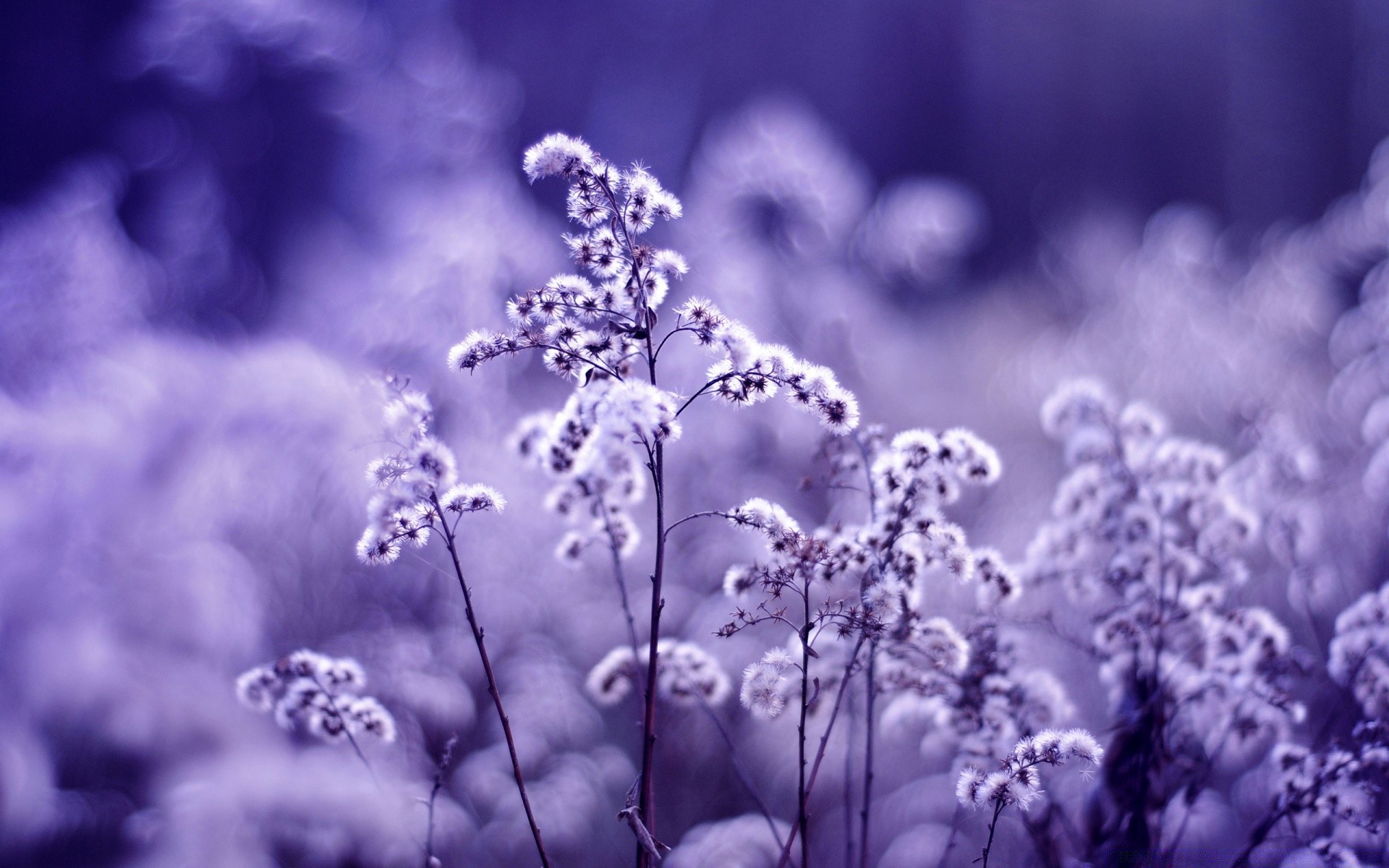 flowers flower nature flora summer color garden growth season floral bright beautiful leaf field blooming