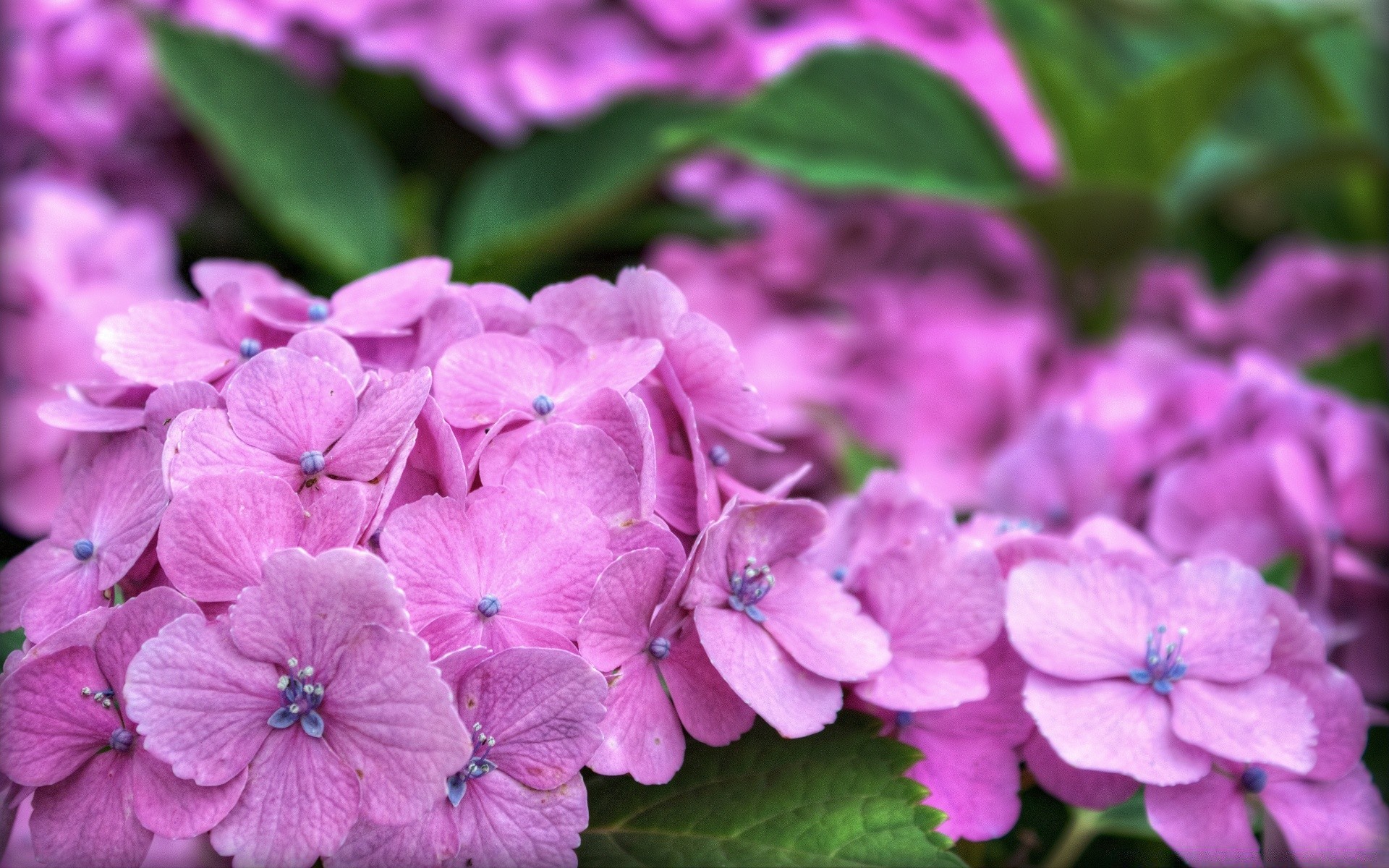 flores flor flora natureza jardim folha floral pétala verão blooming cor close-up bela crescimento brilhante buquê violet ao ar livre temporada botânico