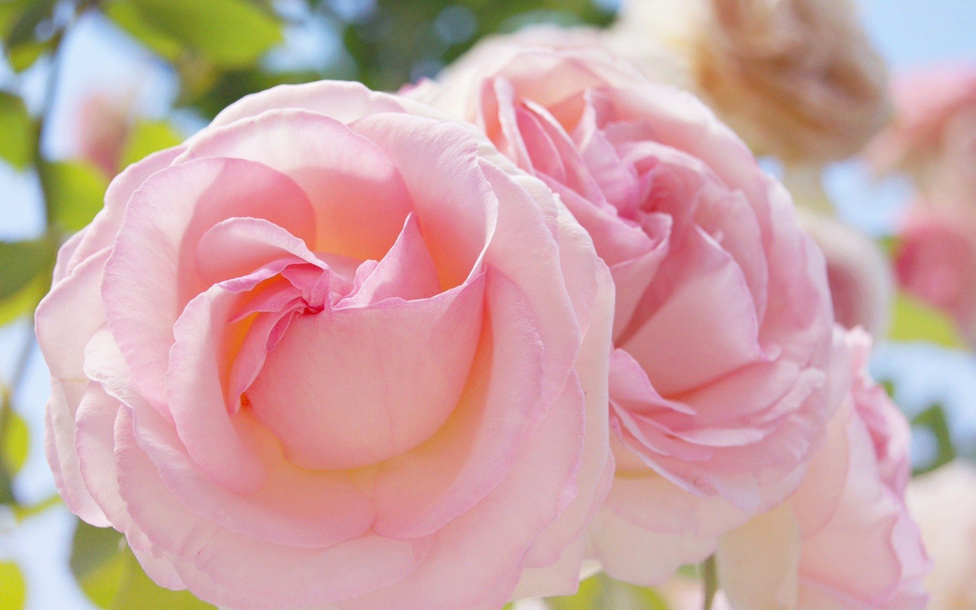 çiçekler gül çiçek aşk romantizm düğün taçyaprağı çiçek doğum günü romantik çiçeklenme buket yıldönümü hediye yaprak doğa flora narin pastel dostum