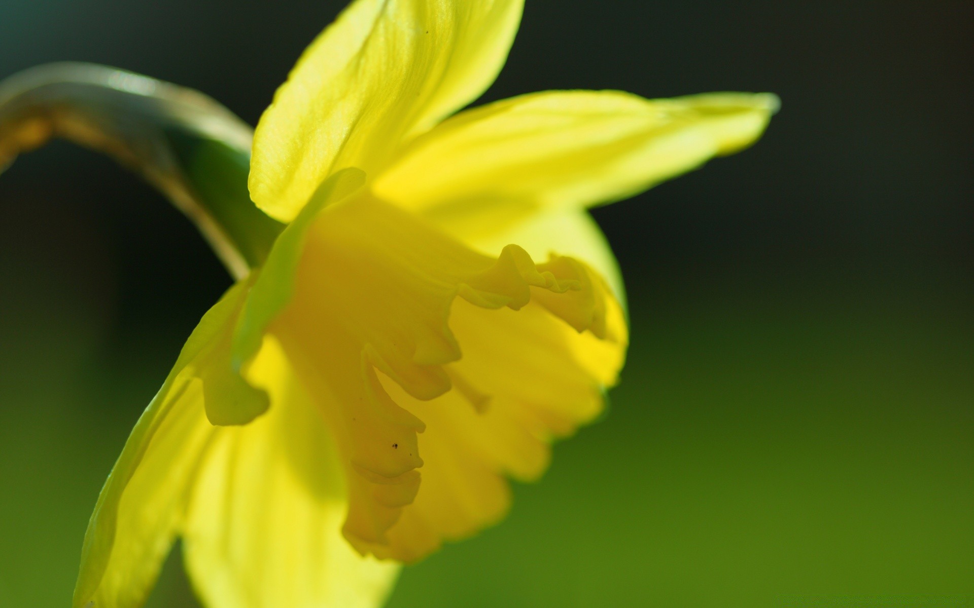 kwiaty kwiat natura flora narcyz liść rozmycie wielkanoc wzrost ogród kolor jasny kwiatowy narcyz