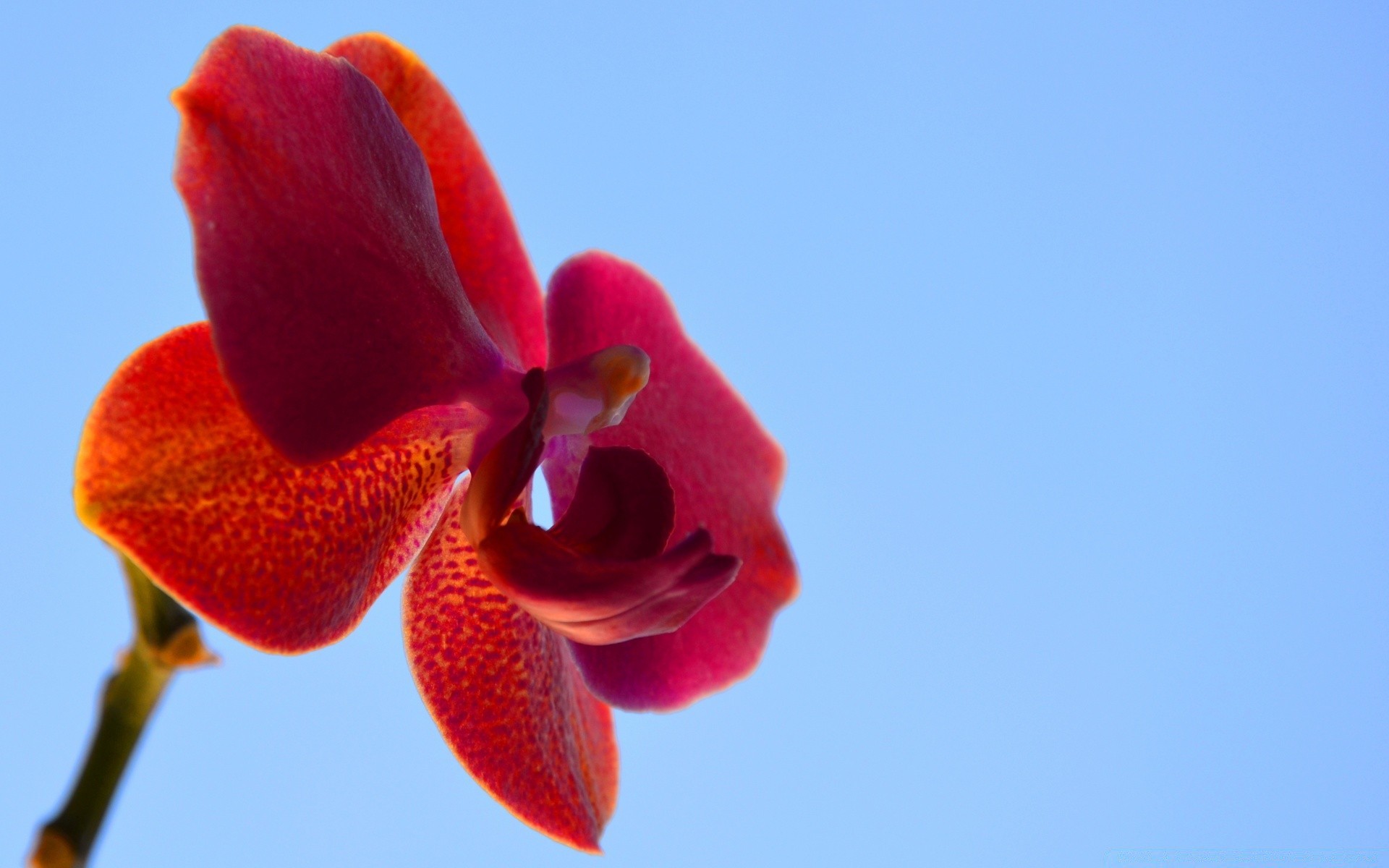 çiçekler çiçek doğa flora renk petal güzel çiçek çiçek açan bahçe parlak yaprak narin yaz kabuk