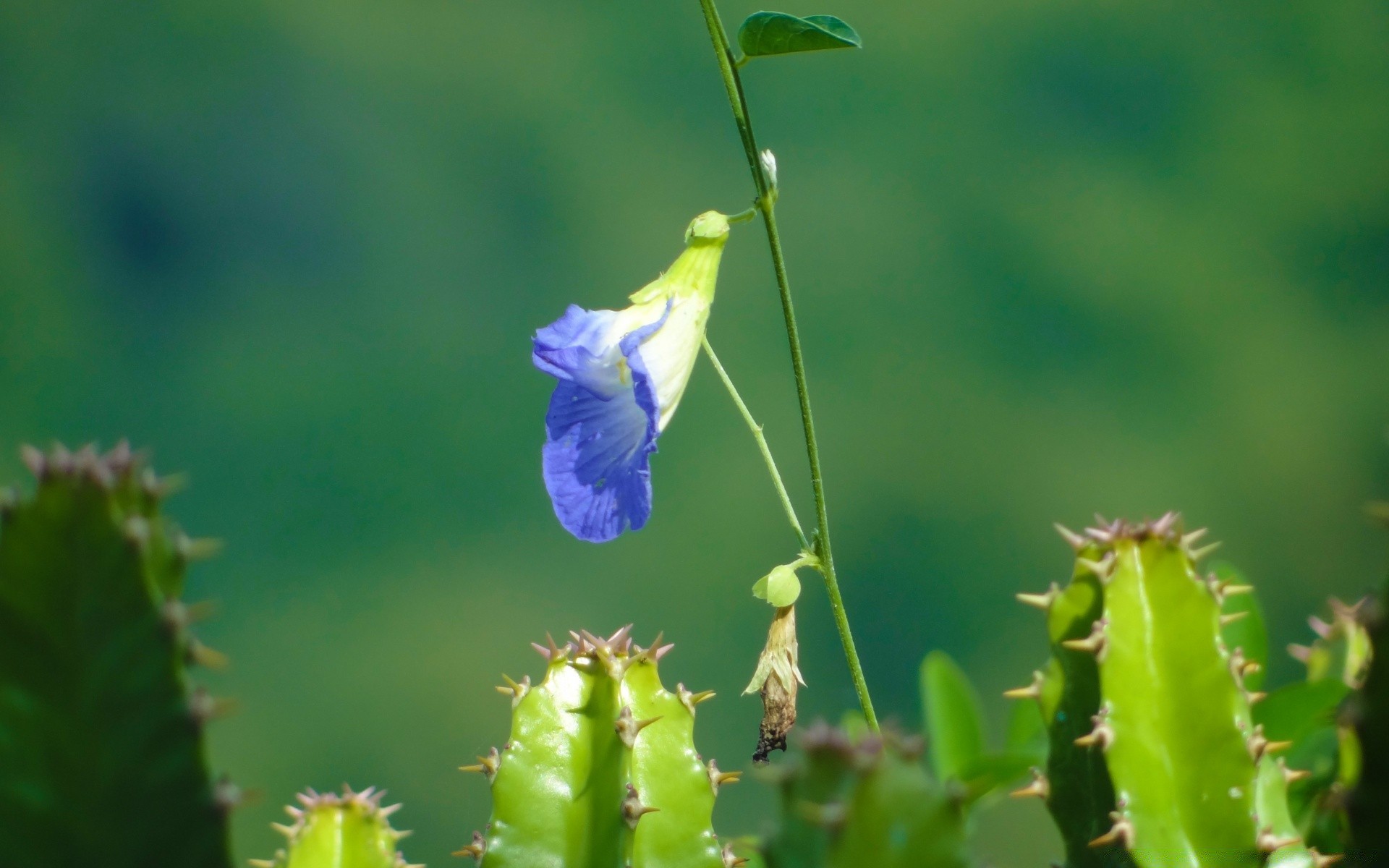 kwiaty natura liść flora kaktus kwiat wzrost lato ogród kręgosłup na zewnątrz zbliżenie łuska dziki