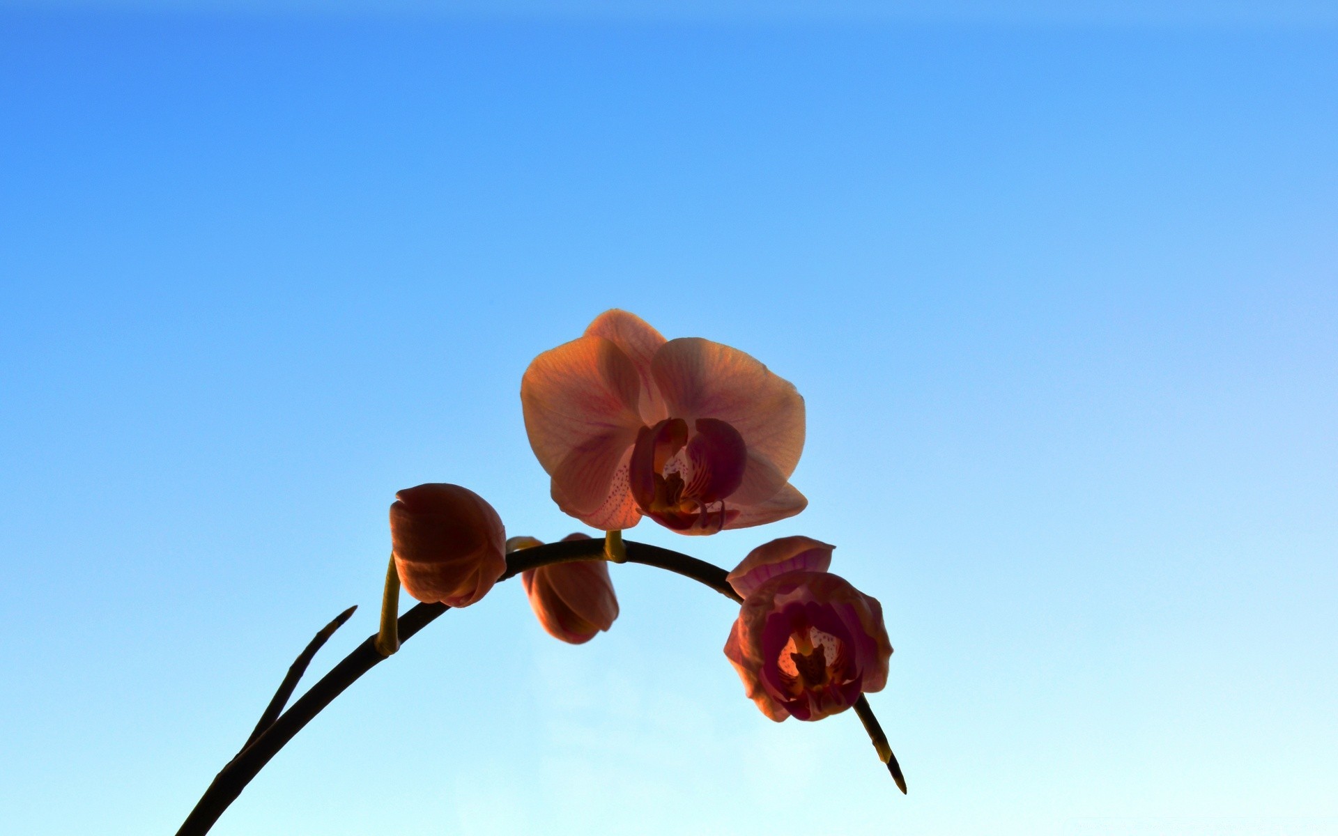 flowers nature flower outdoors flora fair weather bright summer branch leaf delicate