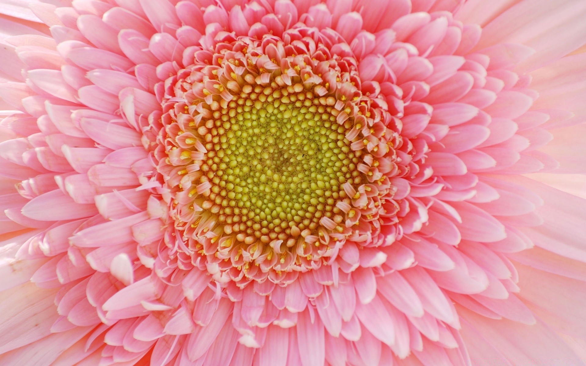 blumen blume flora natur blumen farbe schön blütenblatt hell schließen blühen kopf desktop ein sommer gerbera