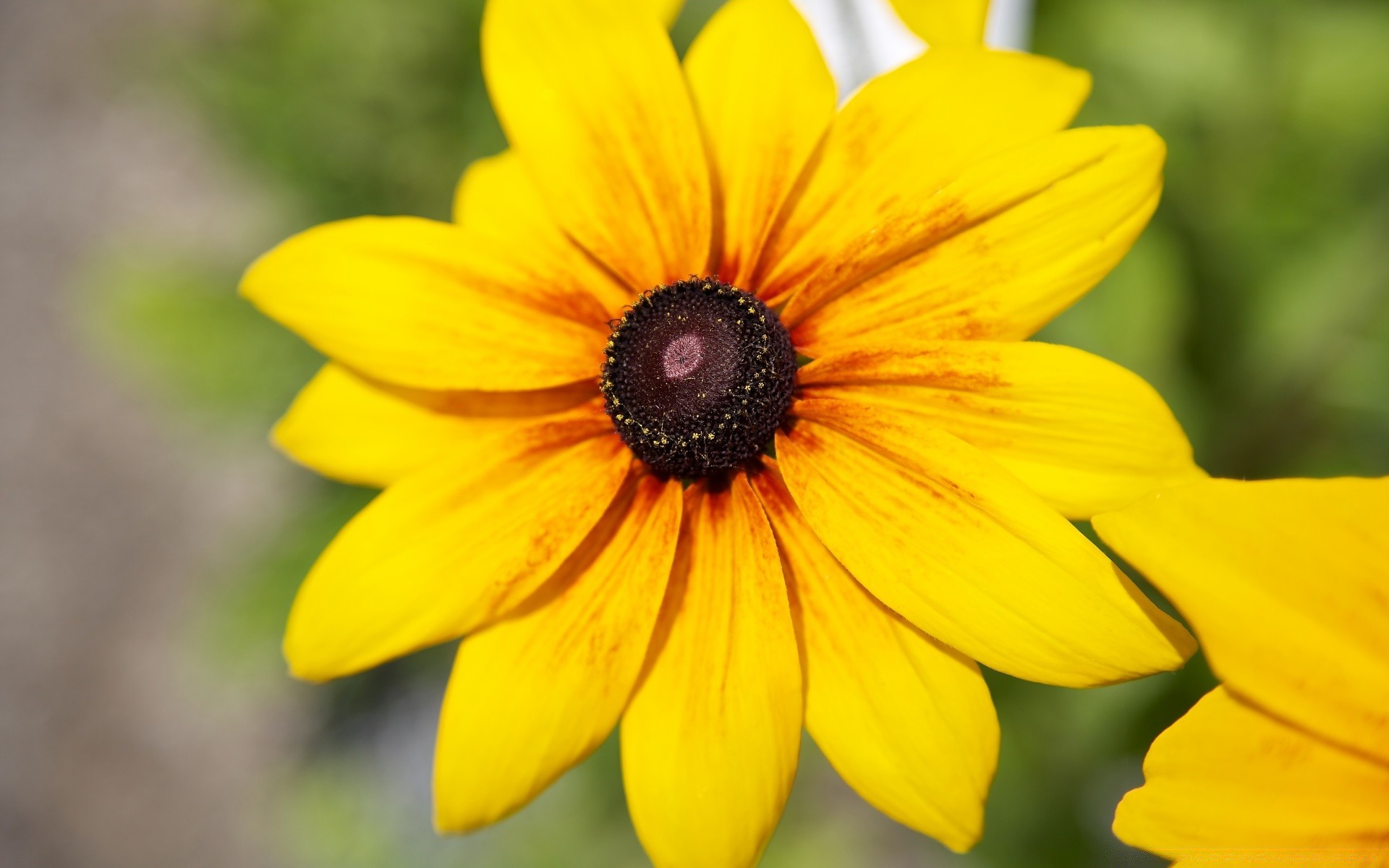 flowers nature flower summer flora garden leaf bright color petal beautiful floral blooming close-up outdoors growth season