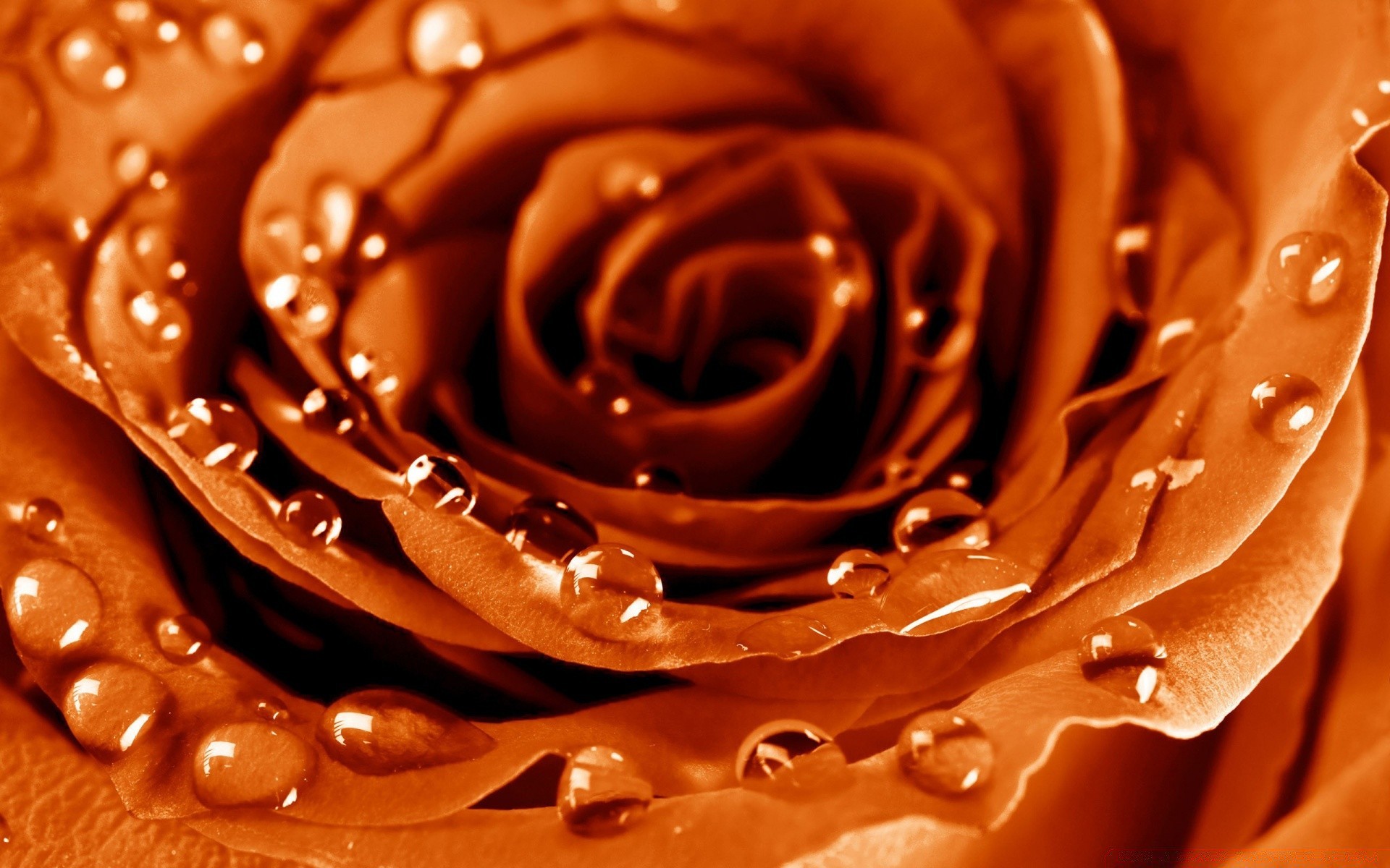 fiori cioccolato caramelle romanticismo dolce regalo romantico amore desktop pasticceria texture scuro zucchero matrimonio splende close-up goccia liquido