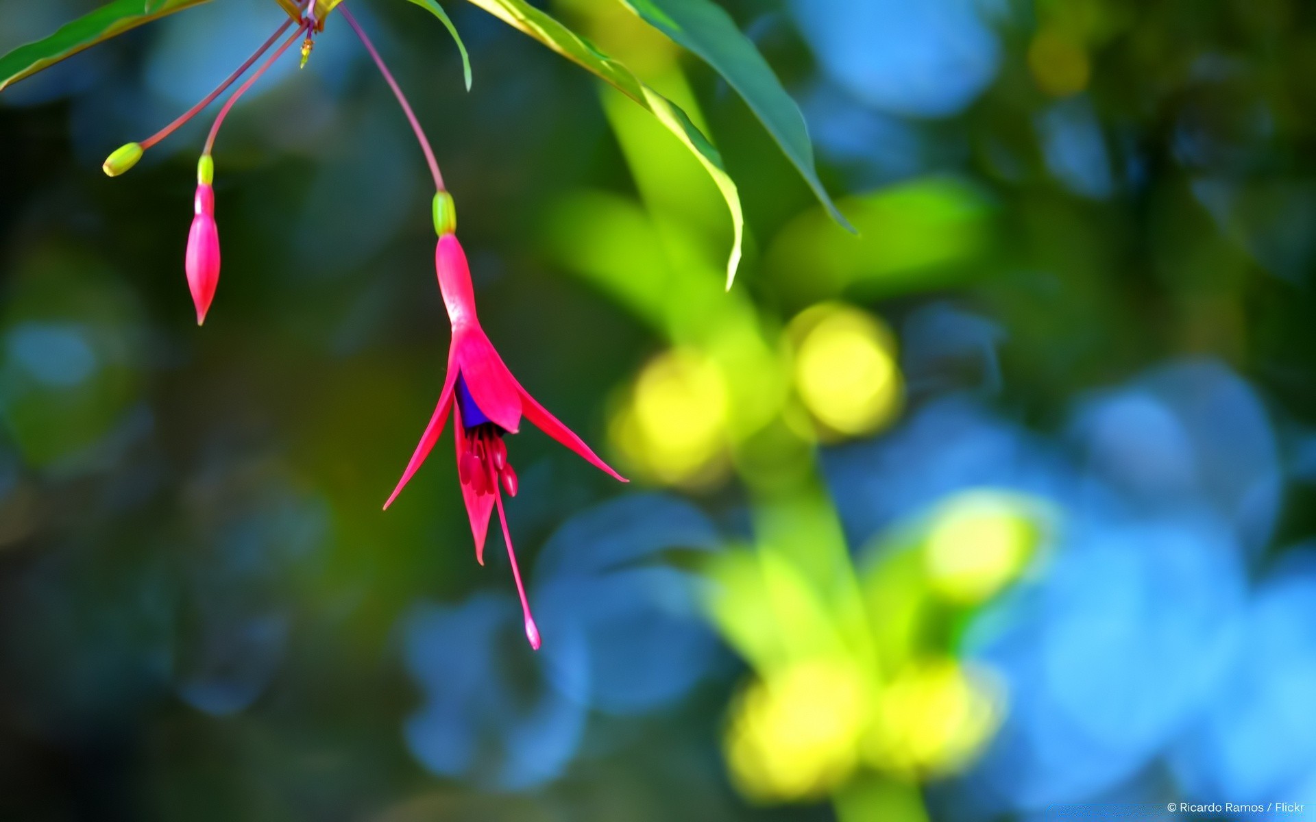 çiçekler doğa yaprak flora çiçek bahçe yaz ağaç açık havada renk büyüme parlak sezon şube park güzel yakın çekim