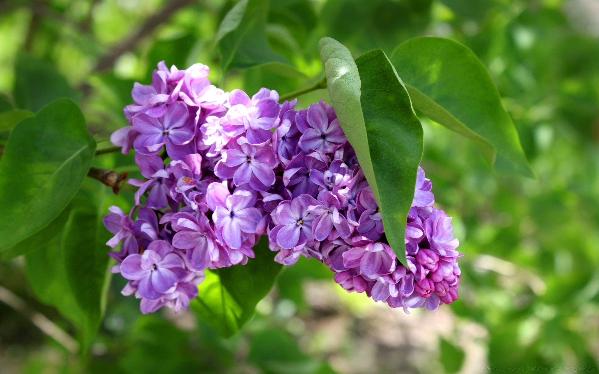 flowers nature flora flower leaf garden floral beautiful summer blooming petal close-up bright color season park growth botanical shrub outdoors branch