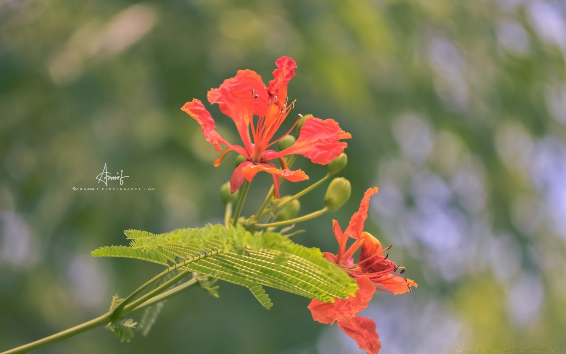 blumen natur blume flora blatt im freien sommer garten wachstum hell blütenblatt blumen blühen farbe wild jahreszeit tropisch