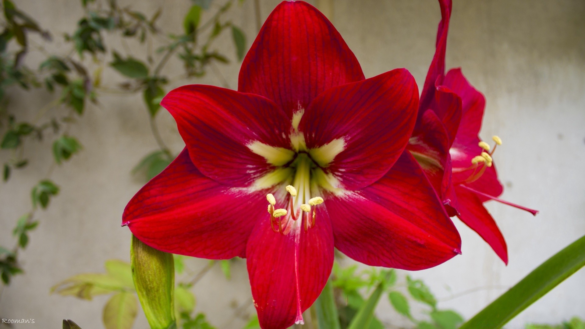 flowers flower nature flora leaf garden summer bright color growth lily petal close-up