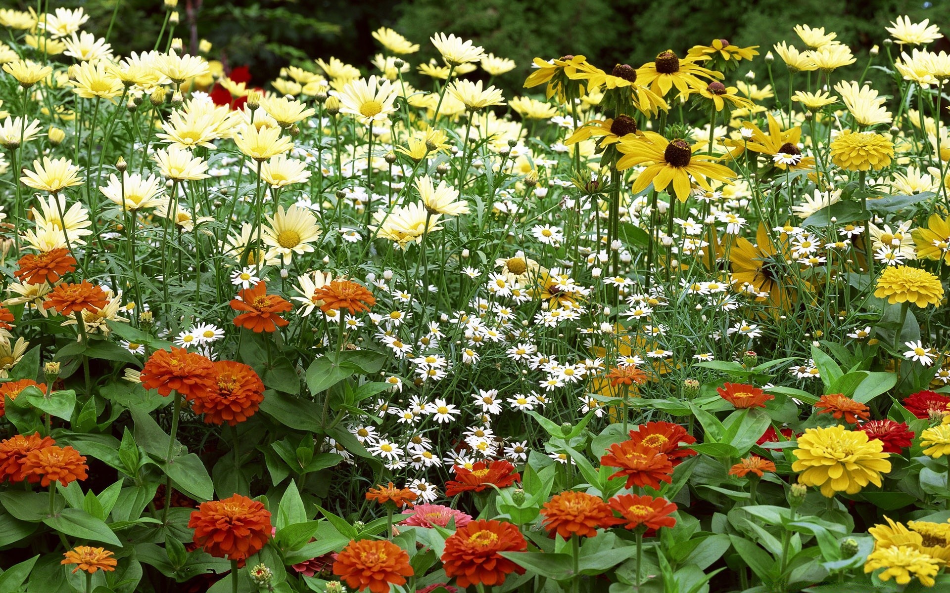 kwiaty kwiat flora natura ogród kwiatowy lato liść bluming płatek sezon kolor bukiet jasne pole sianokosy nagietek botaniczny wzrost jasny