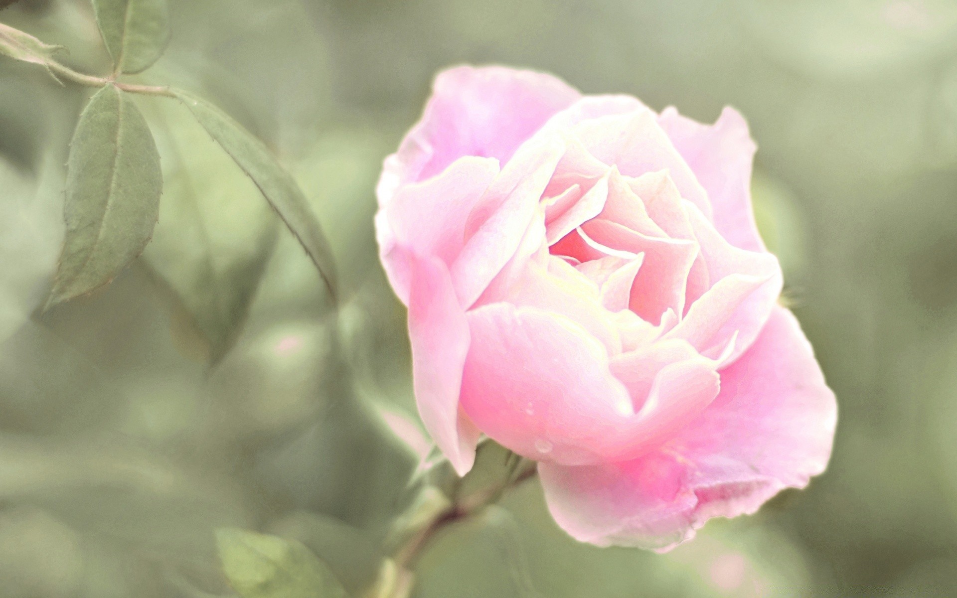 fleurs fleur rose nature flore feuille floral couleur jardin belle bluming pétale été amour romance mariage romantique