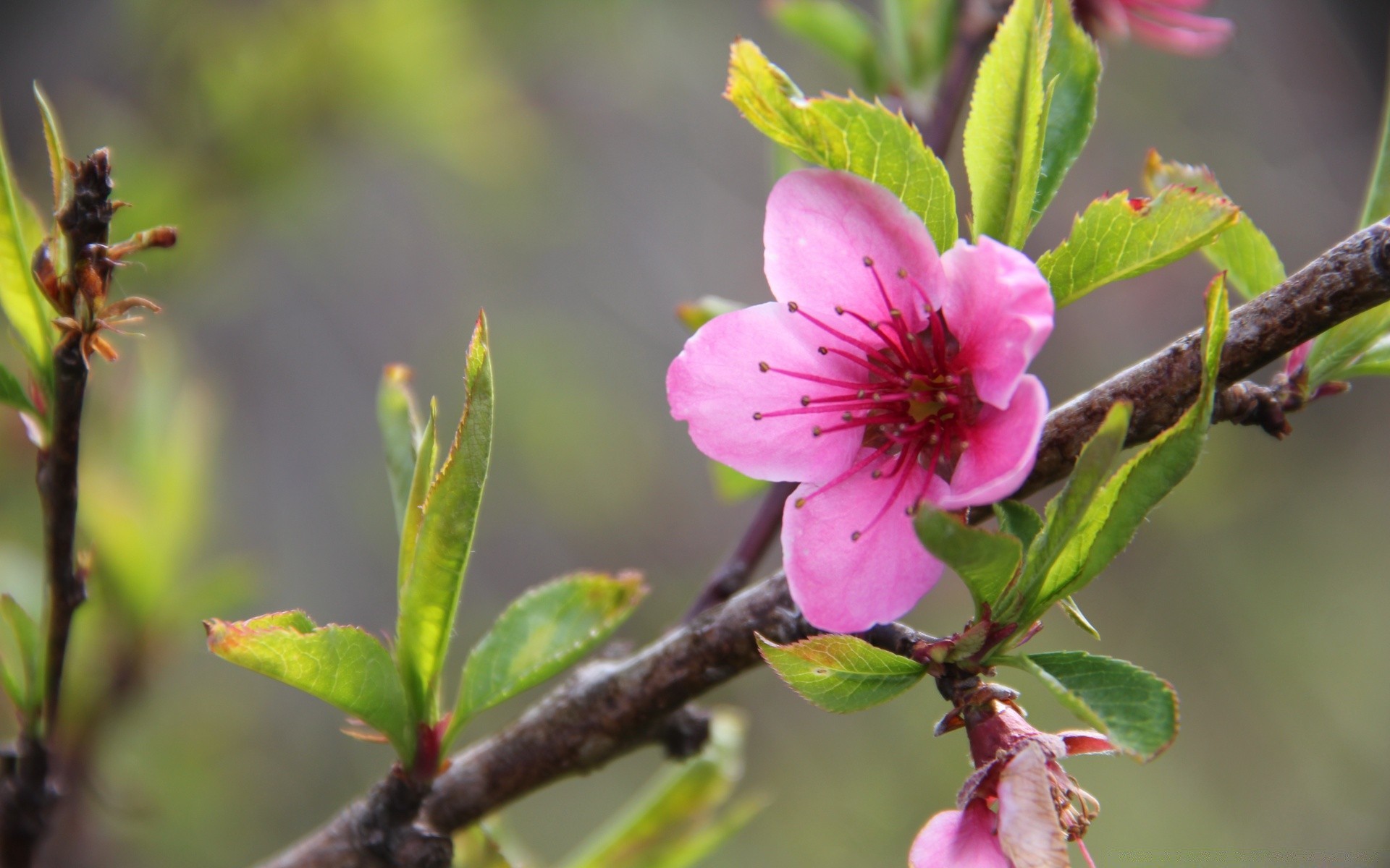 flowers nature flower branch tree garden flora outdoors insect bud leaf close-up bee blooming growth apple petal pollen cherry summer