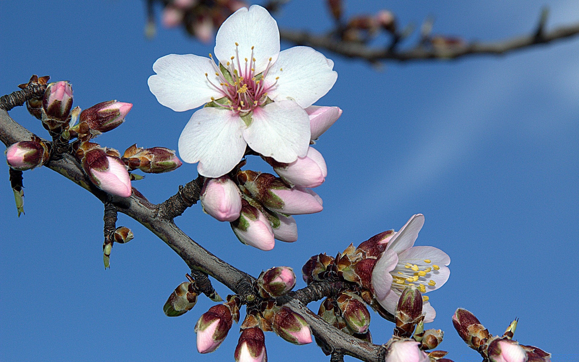 flowers flower cherry apple branch tree bud plum apricot nature almond growth flora outdoors blooming bee delicate petal garden grove