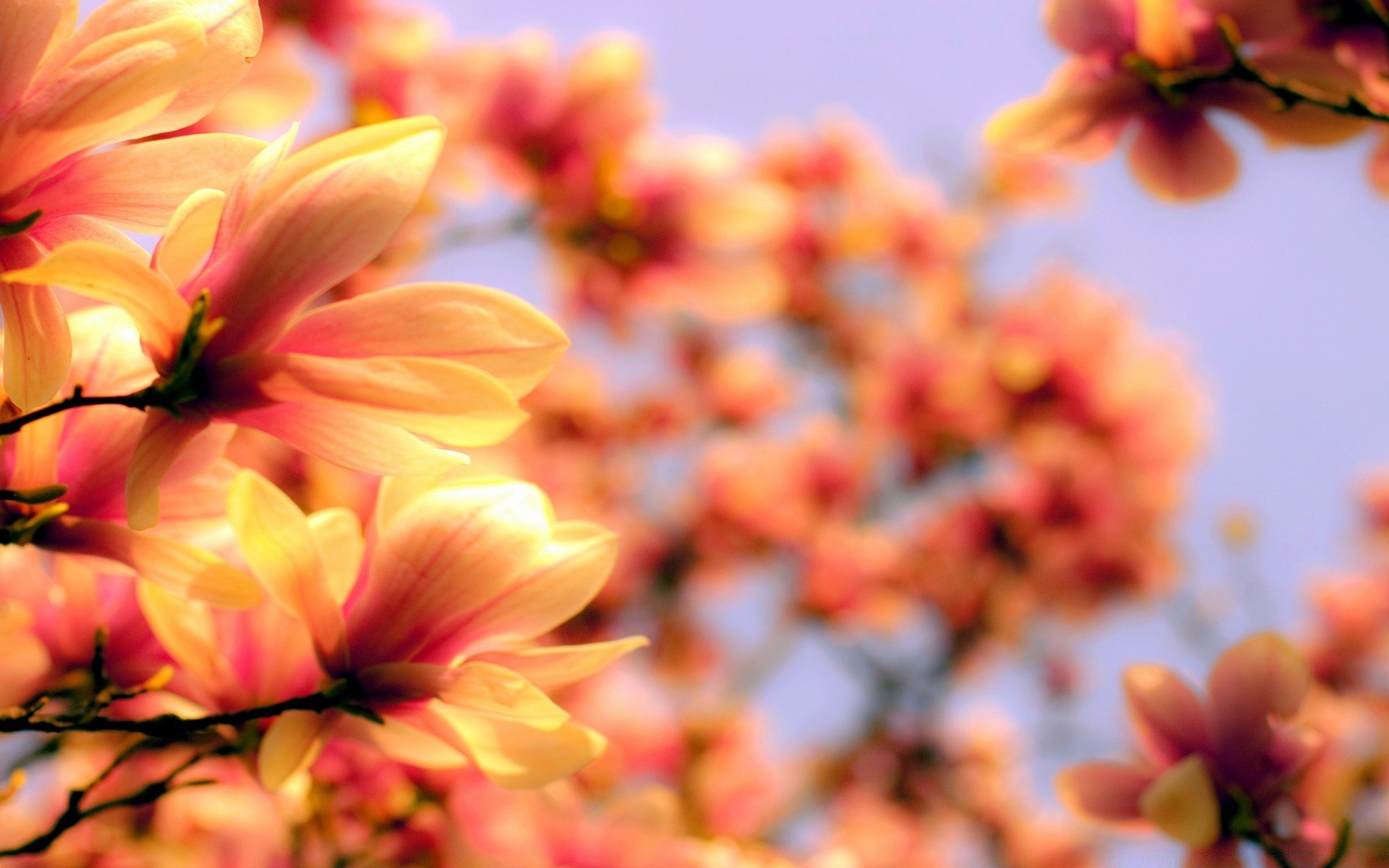 çiçekler doğa çiçek yaprak flora bahçe yaz renk parlak sezon güzel yakın çekim çiçek açan petal çiçek güzel hava güneş büyüme