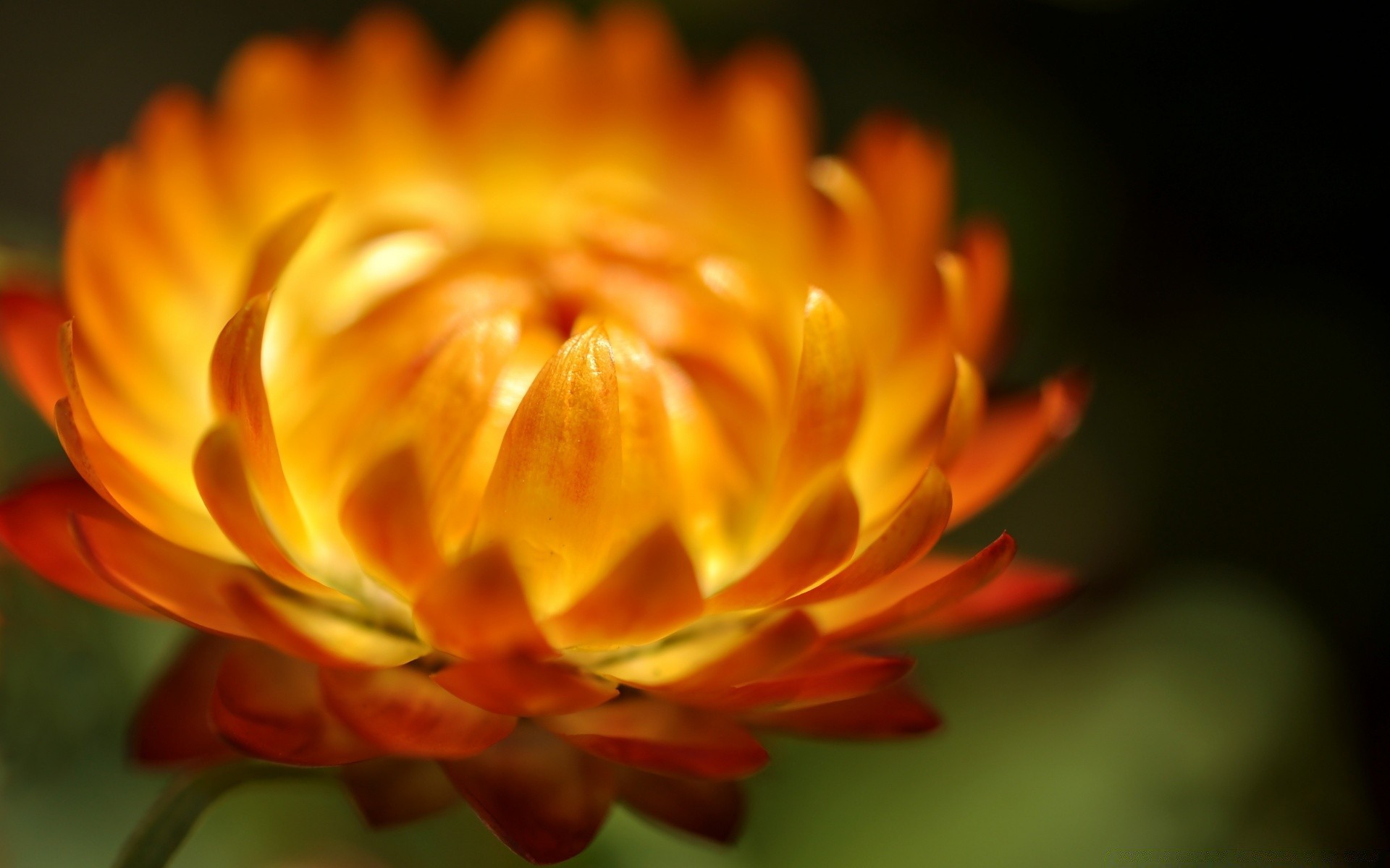 flowers nature flower summer leaf flora color outdoors blur bright fall