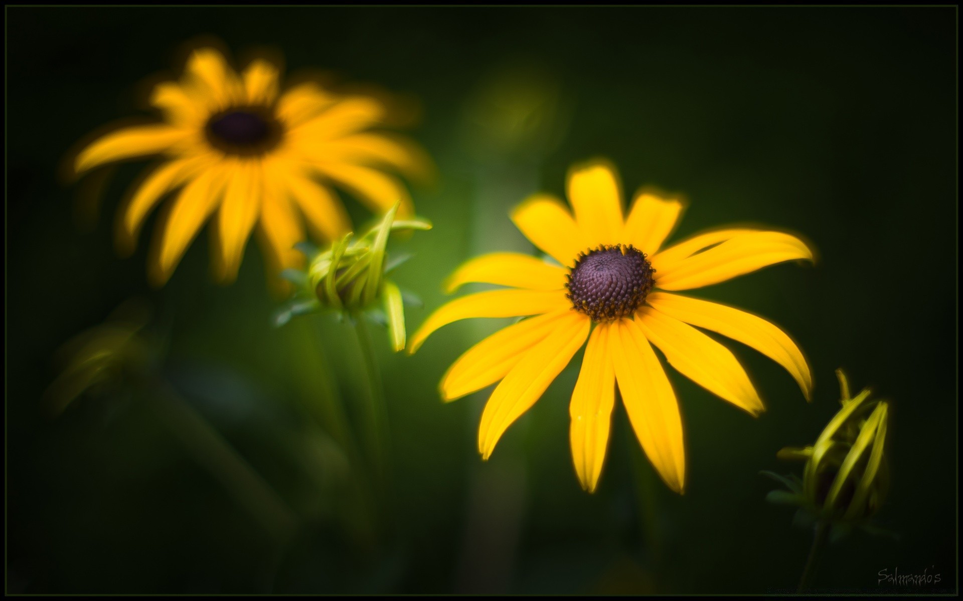 flowers nature flower garden summer flora petal bright leaf color growth blooming beautiful outdoors field