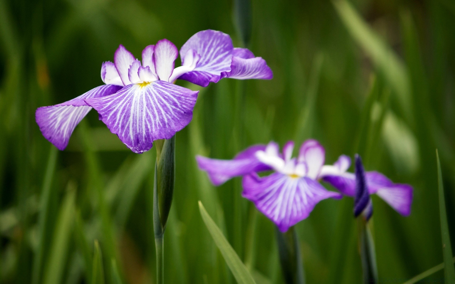 fleurs flore nature fleur jardin feuille été floral herbe bluming croissance pétale lumineux couleur champ gros plan belle à l extérieur foin luze