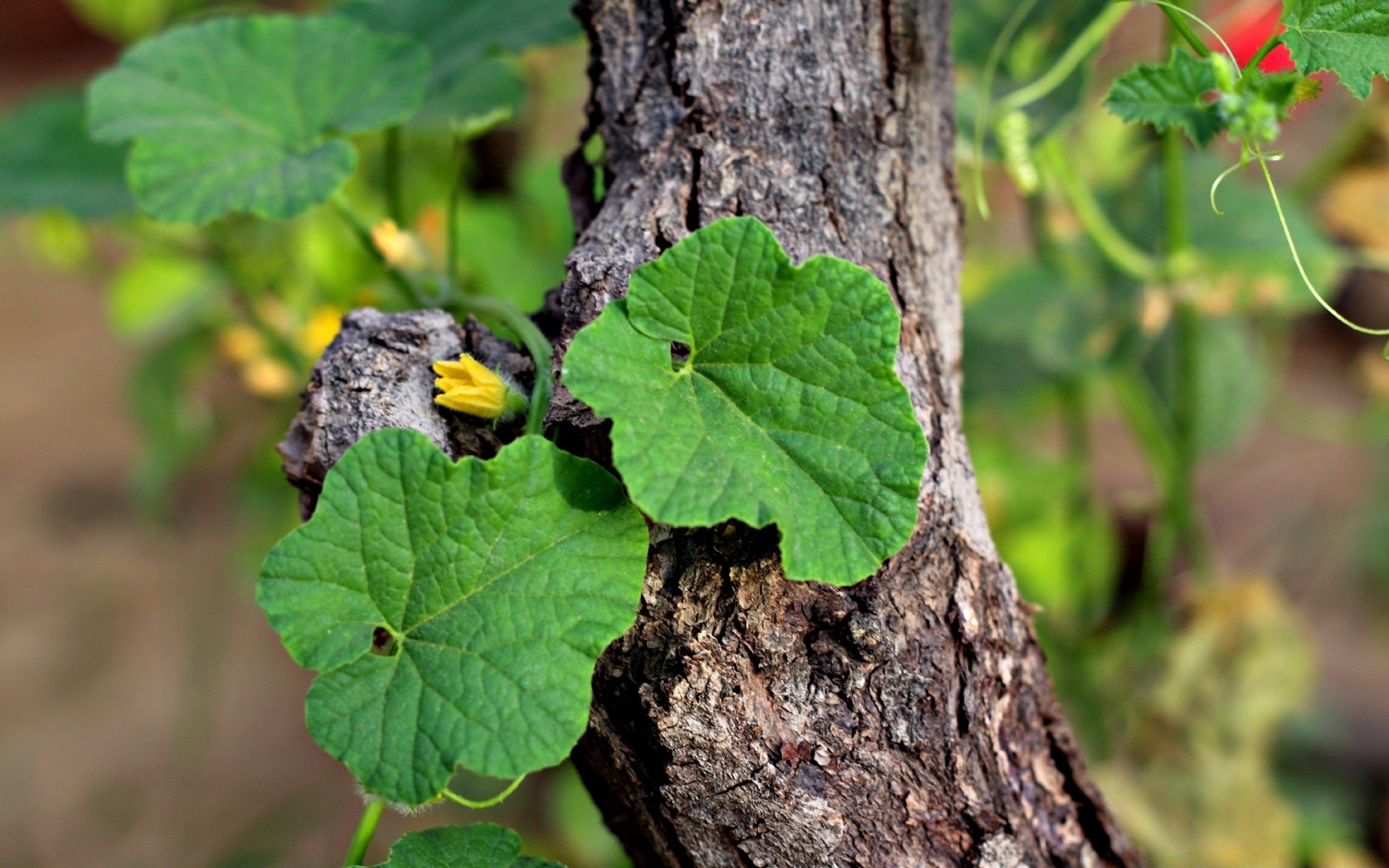 flores naturaleza hoja flora verano al aire libre crecimiento comida jardín madera medio ambiente primer plano árbol agricultura flor