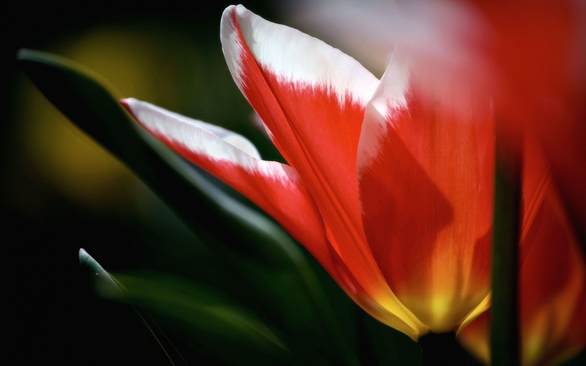 flowers flower tulip nature flora leaf garden color summer flores bright petal