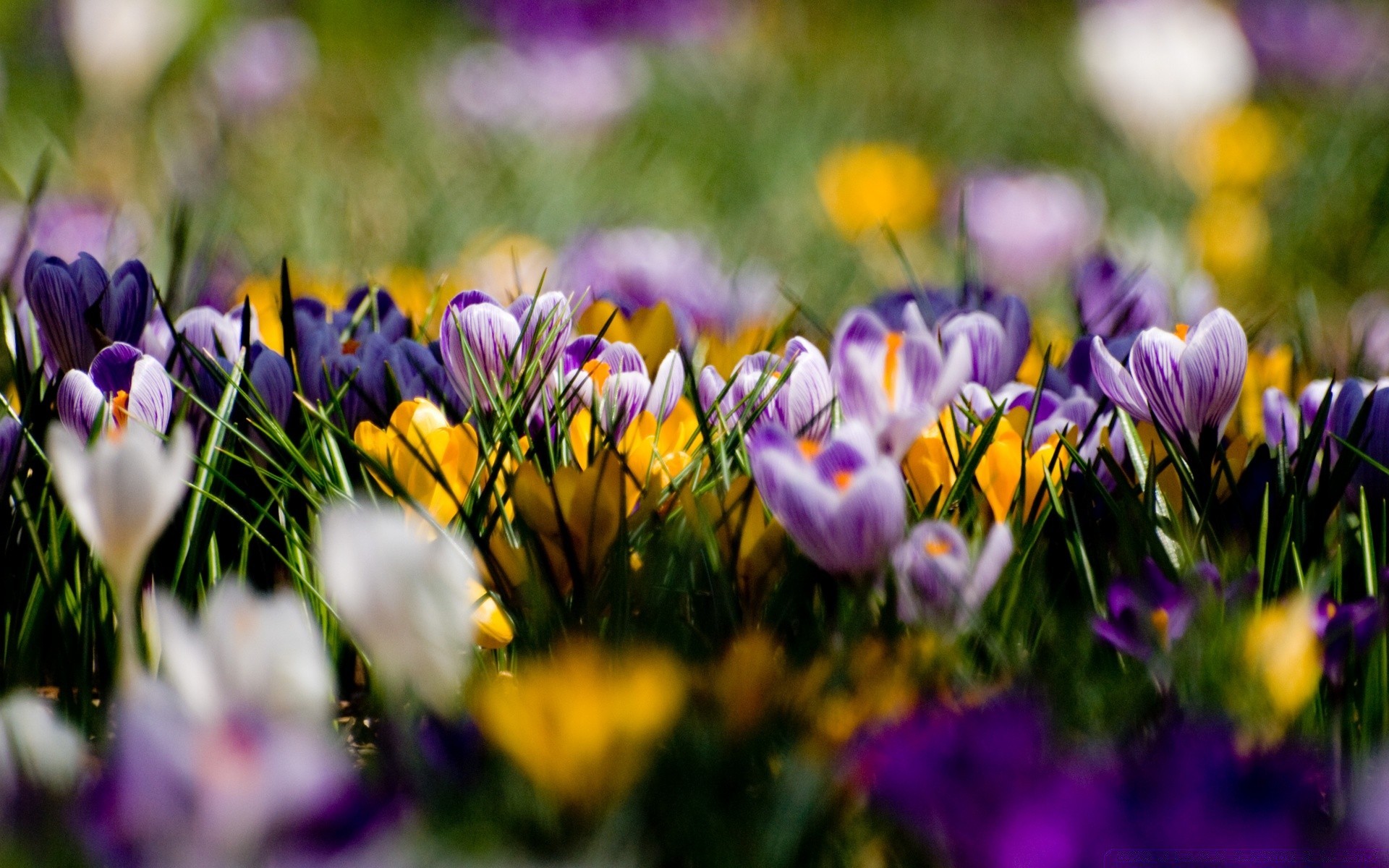 flowers flower nature garden flora grass crocus field easter summer hayfield bright floral leaf violet growth blooming color season petal