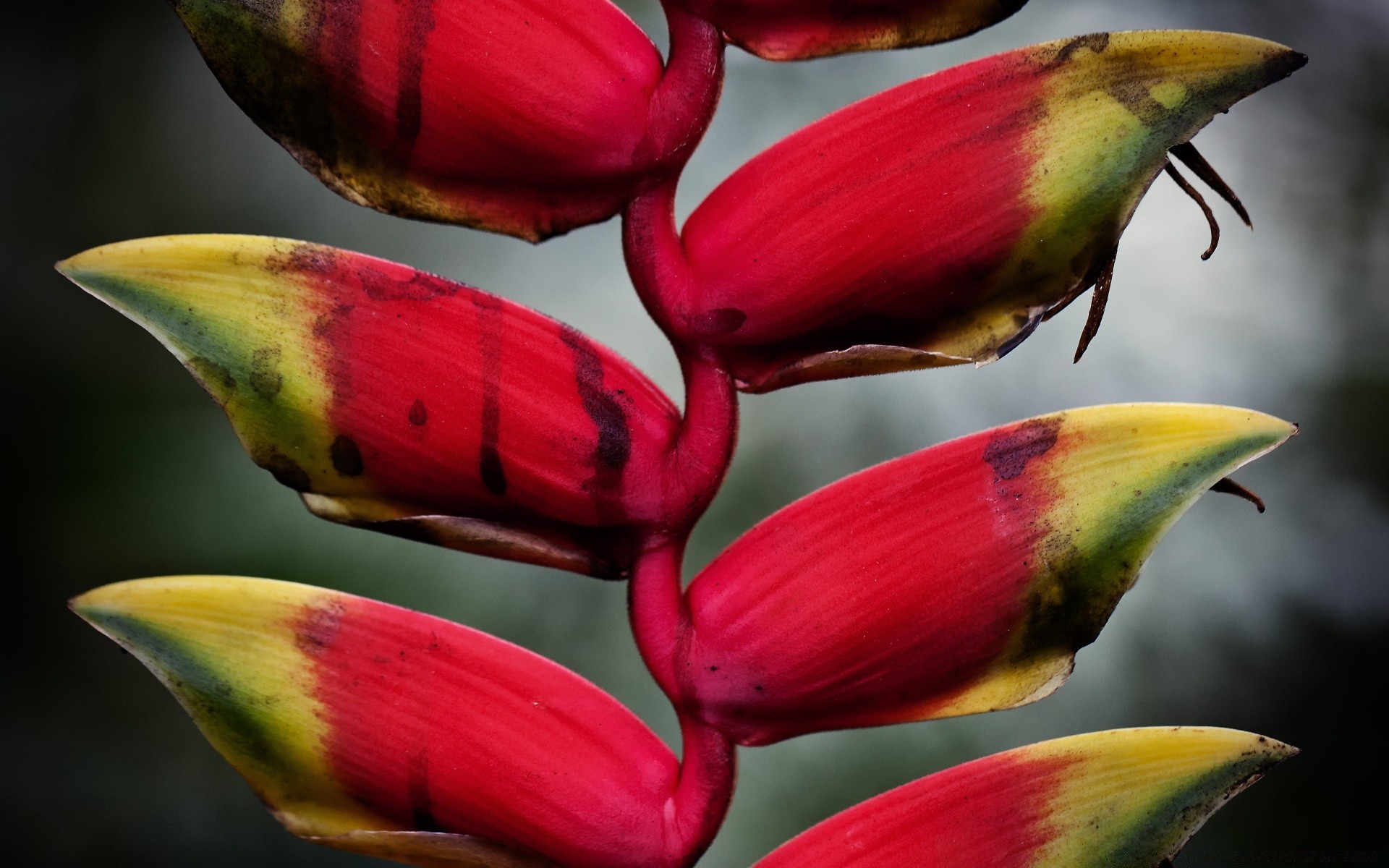 fleurs fleur nature couleur tropical flore jardin