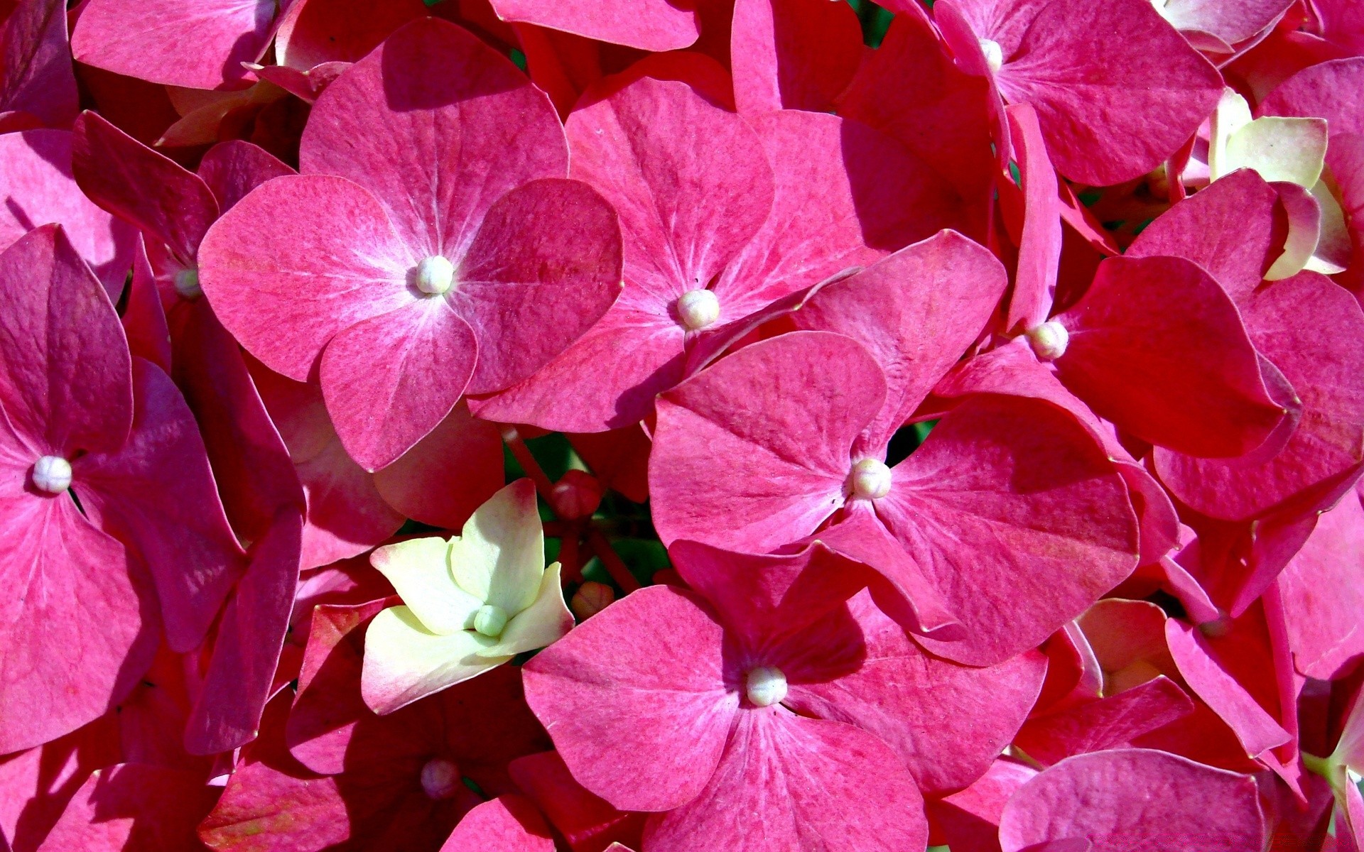 flowers nature flora flower color bright garden floral summer blooming leaf close-up beautiful petal botanical desktop