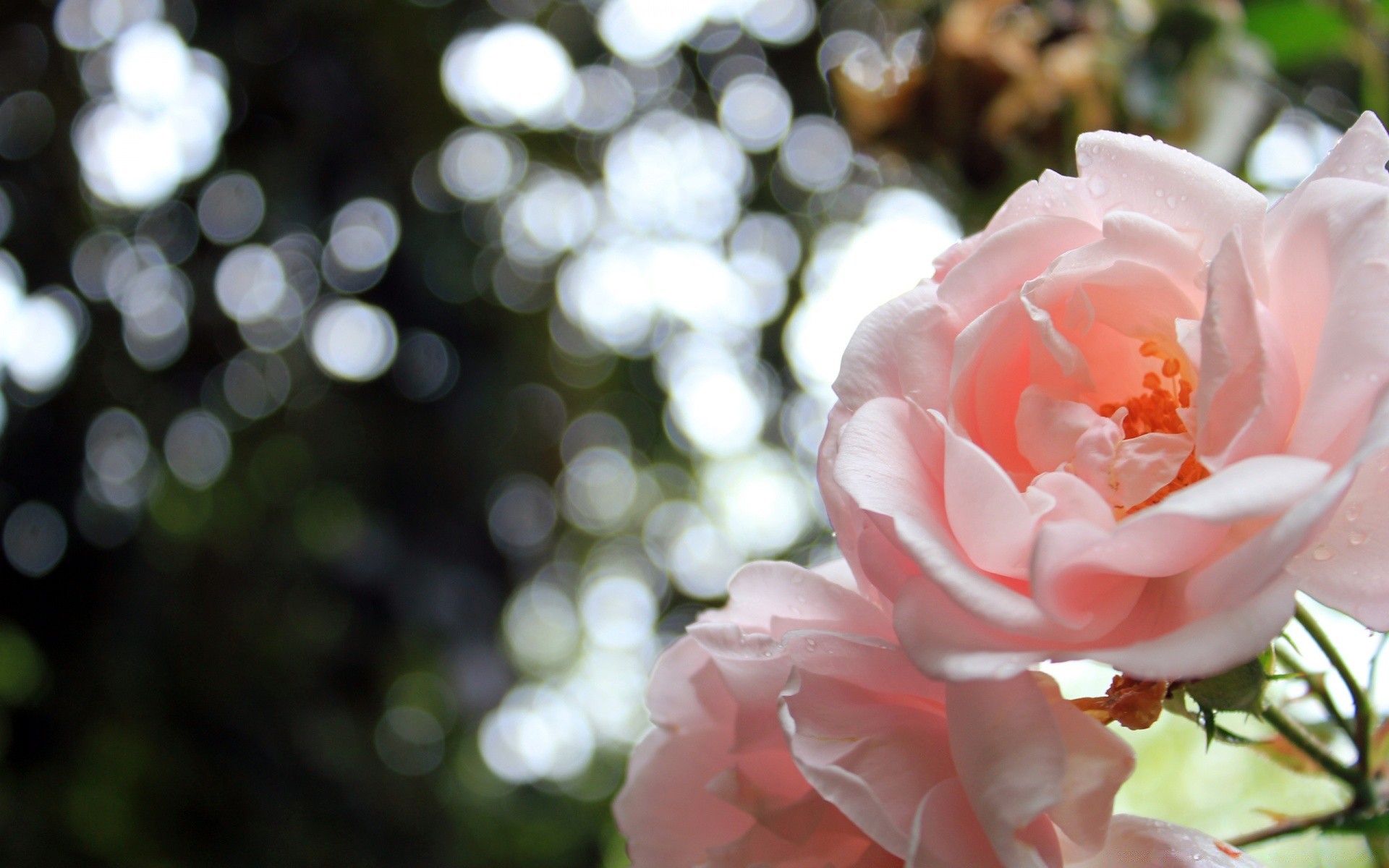 fleurs fleur nature flore feuille rose jardin couleur belle été arbre gros plan bluming pétale lumineux