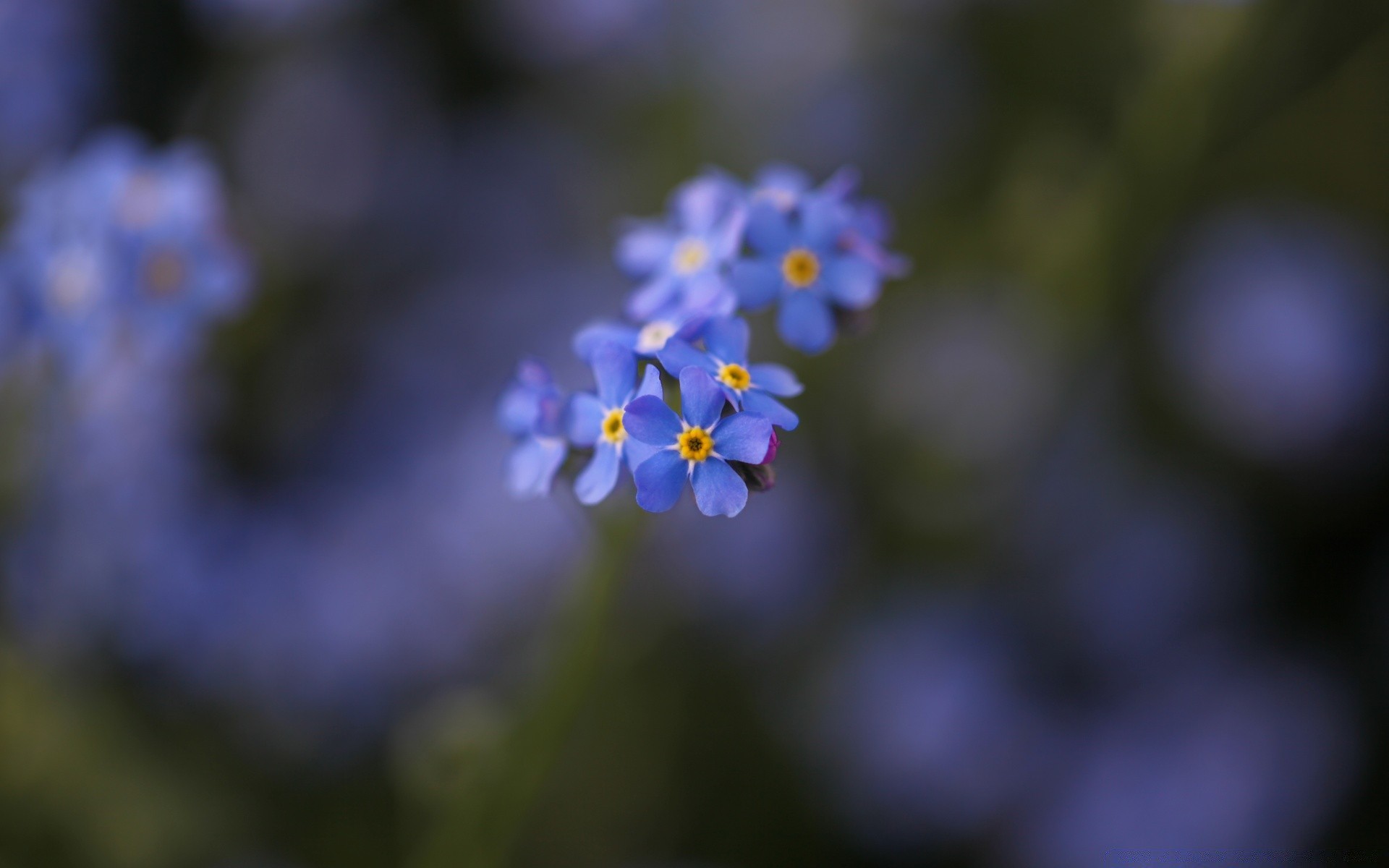 flowers flower blur nature flora leaf garden outdoors petal growth color summer dof close-up delicate