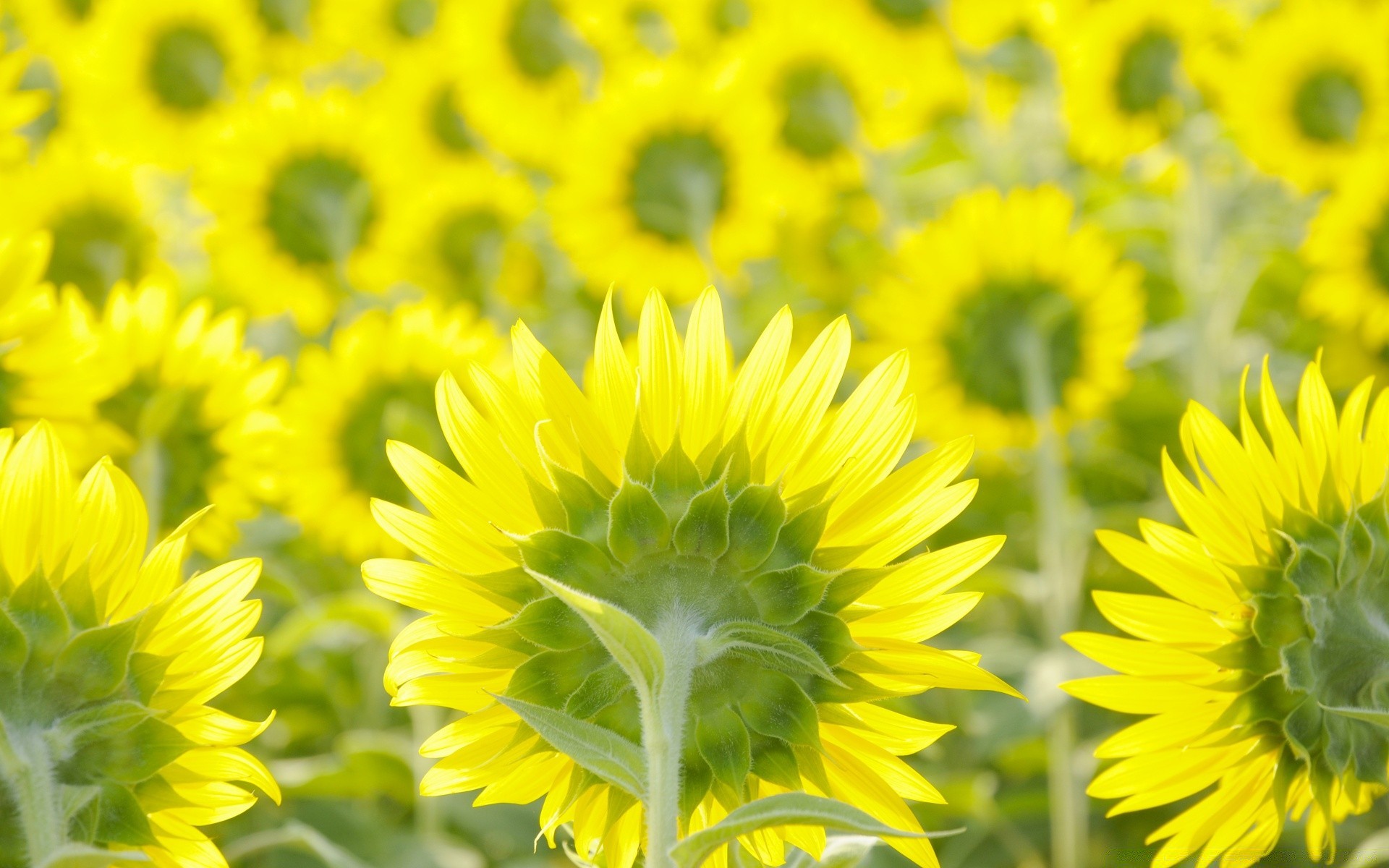 flowers nature summer flora flower growth sunflower bright field leaf fair weather sun floral sunny petal hayfield garden color blooming outdoors