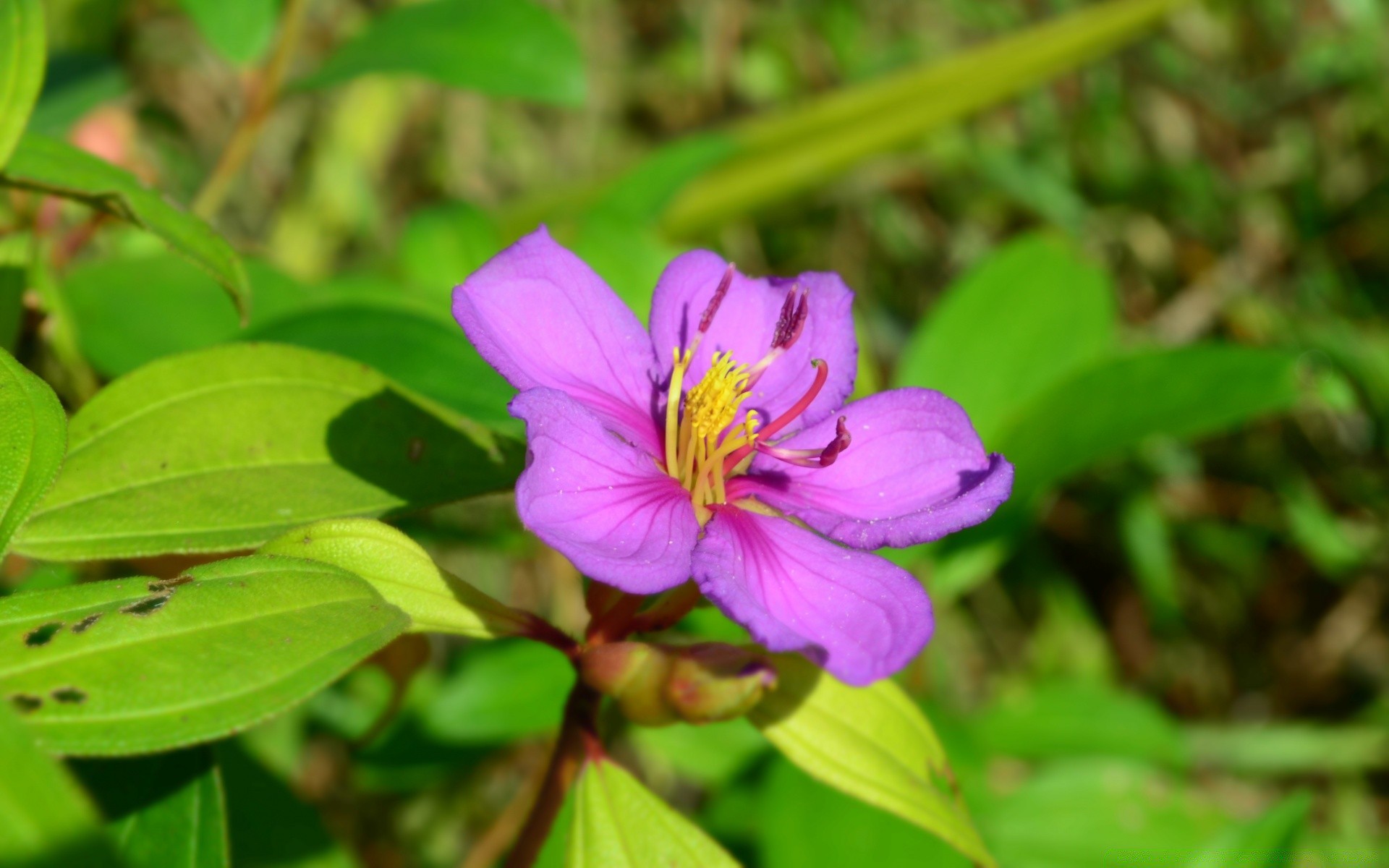 kwiaty natura liść ogród flora kwiat lato zbliżenie na zewnątrz park jasny bluming płatek kwiatowy kolor piękny