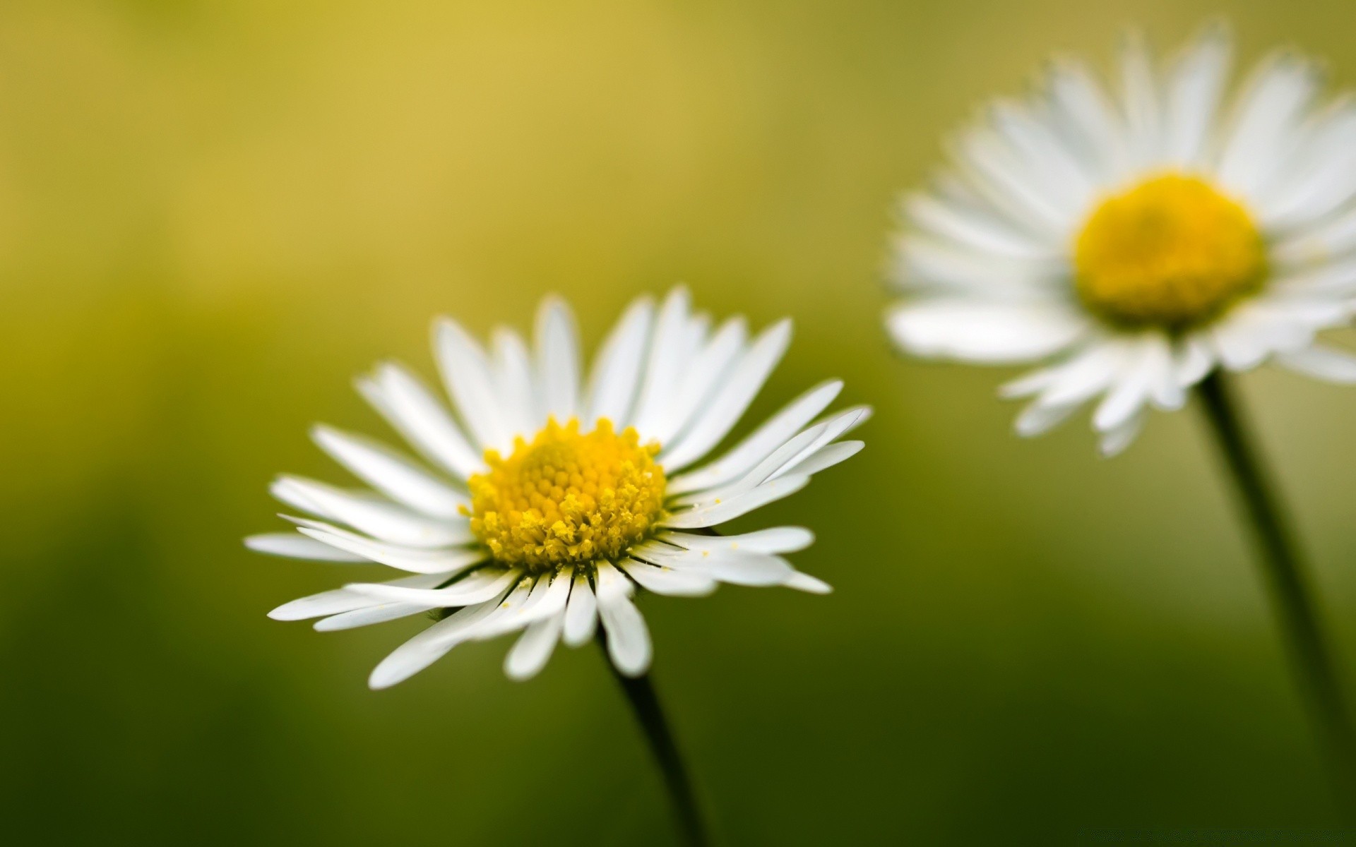 blumen natur flora blume sommer gänseblümchen wachstum hell blatt garten wild heuhaufen schließen gras farbe feld blumen