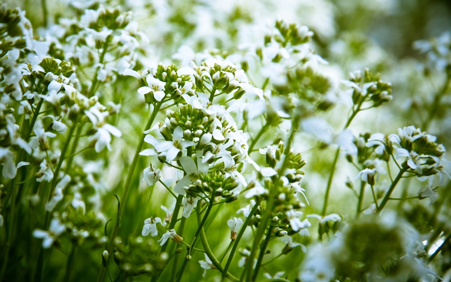 fleurs nature flore feuille fleur été herbe champ rural saison foin croissance lumineux beau temps herbe jardin