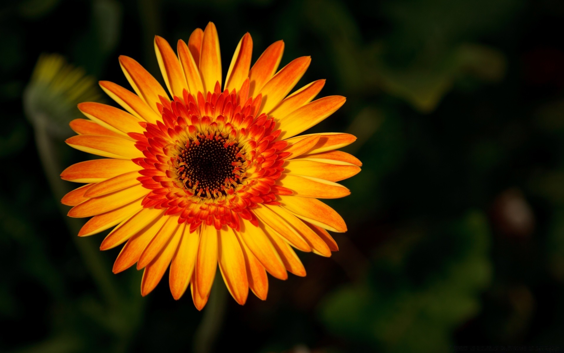 fleurs nature fleur flore été jardin pétale lumineux couleur feuille floral bluming