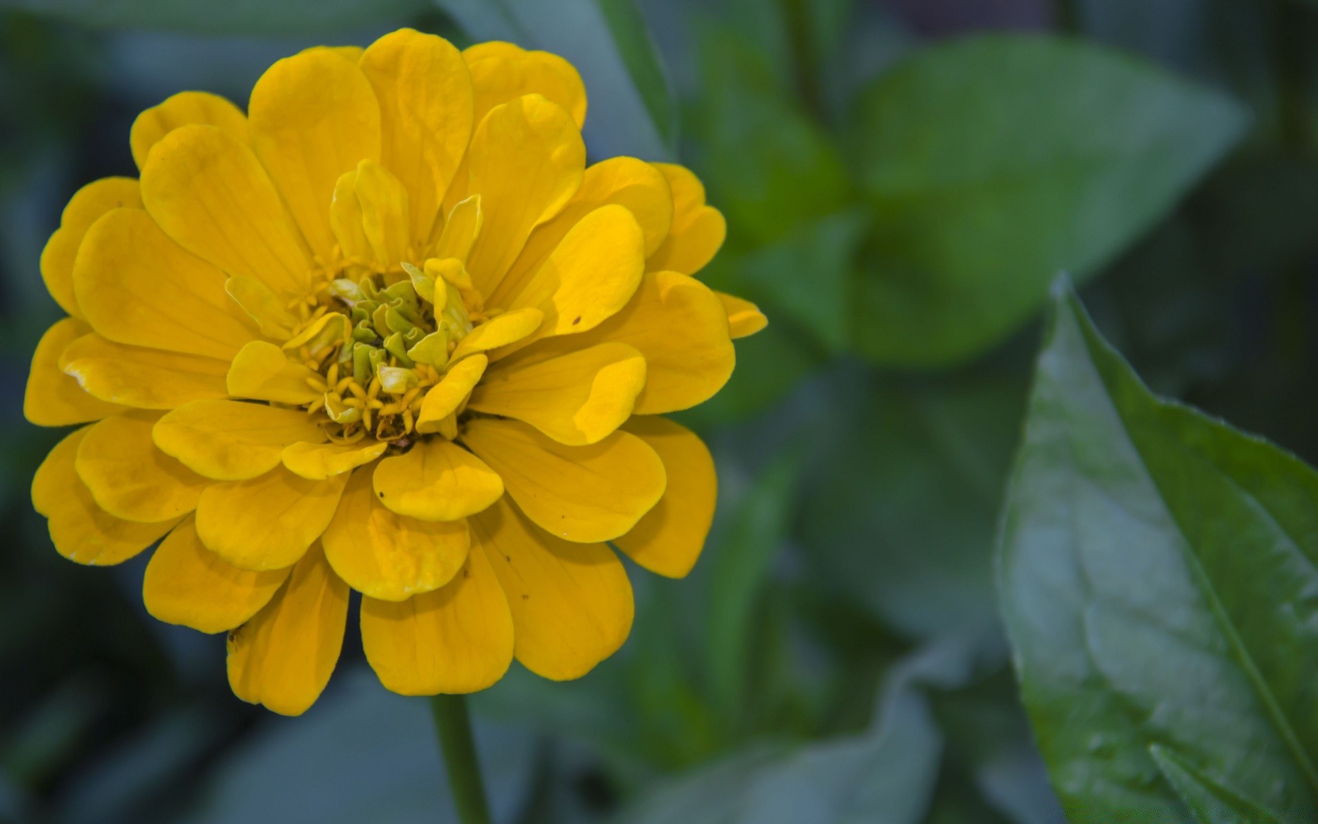 çiçekler doğa çiçek flora bahçe yaz yaprak çiçeklenme petal çiçek parlak renk sezon açık havada yakın çekim polen büyüme botanik güzel